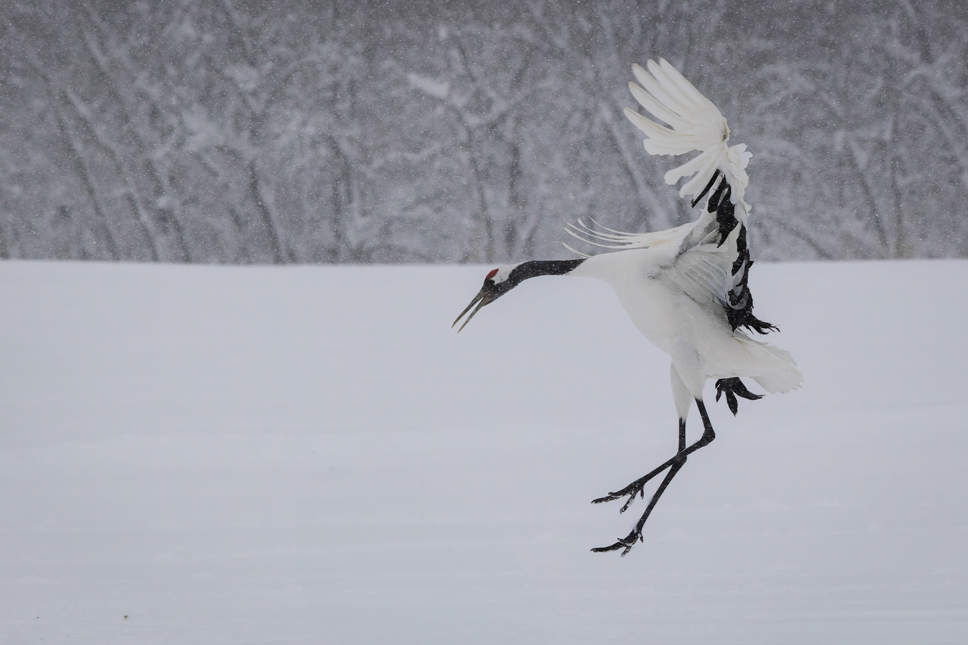 Red-Crowned Crane at the Akan International Crane Center in Kushiro on the island of Hokkaido, Japan