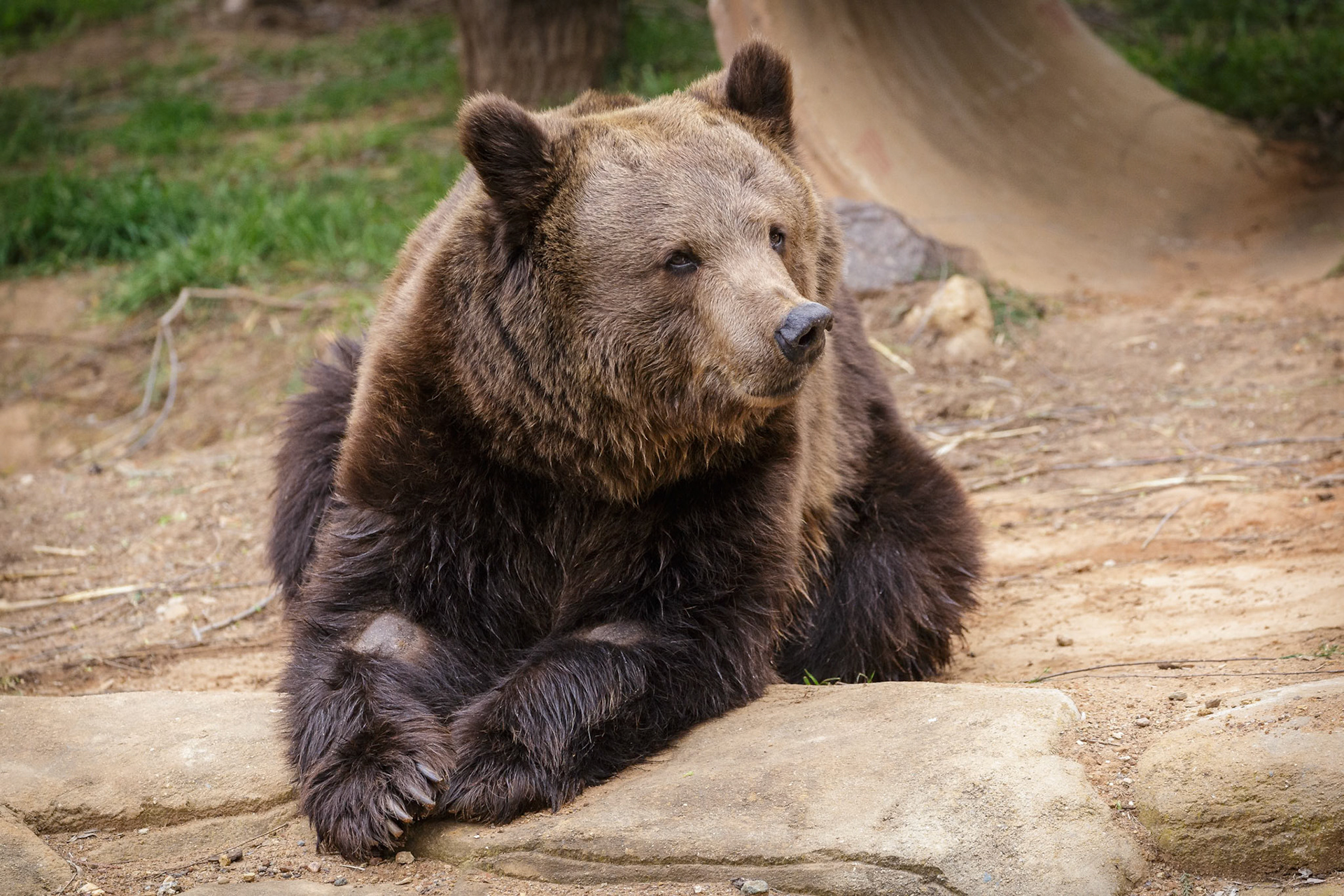 European Brown Bear at National Zoo &amp; Aquarium in Canberra, Australia