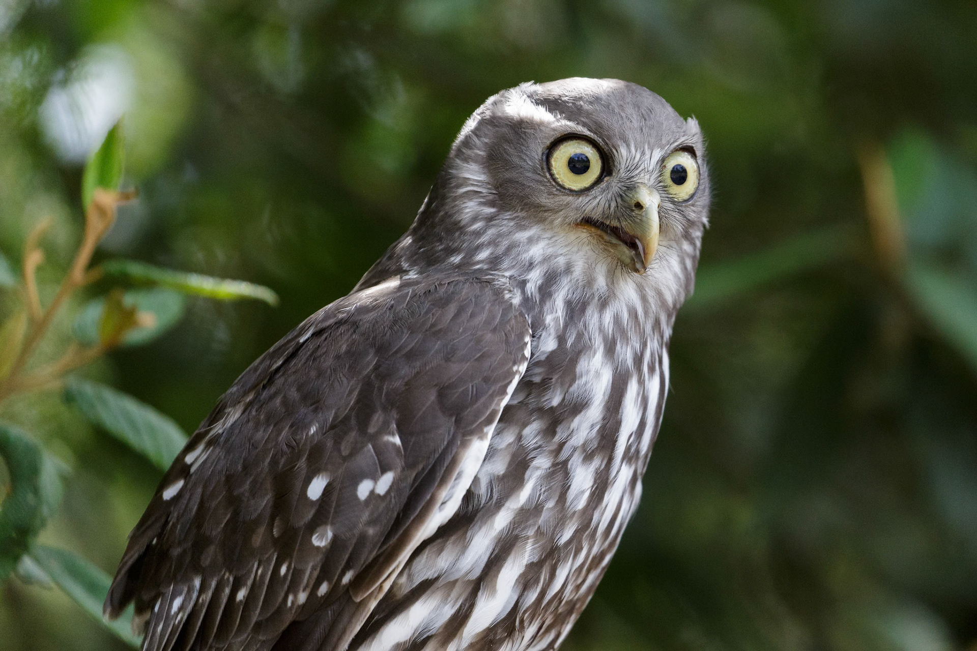 Barking Owl during the Spirits of the Sky at Healesville Sanctuary in Healesville, Australia