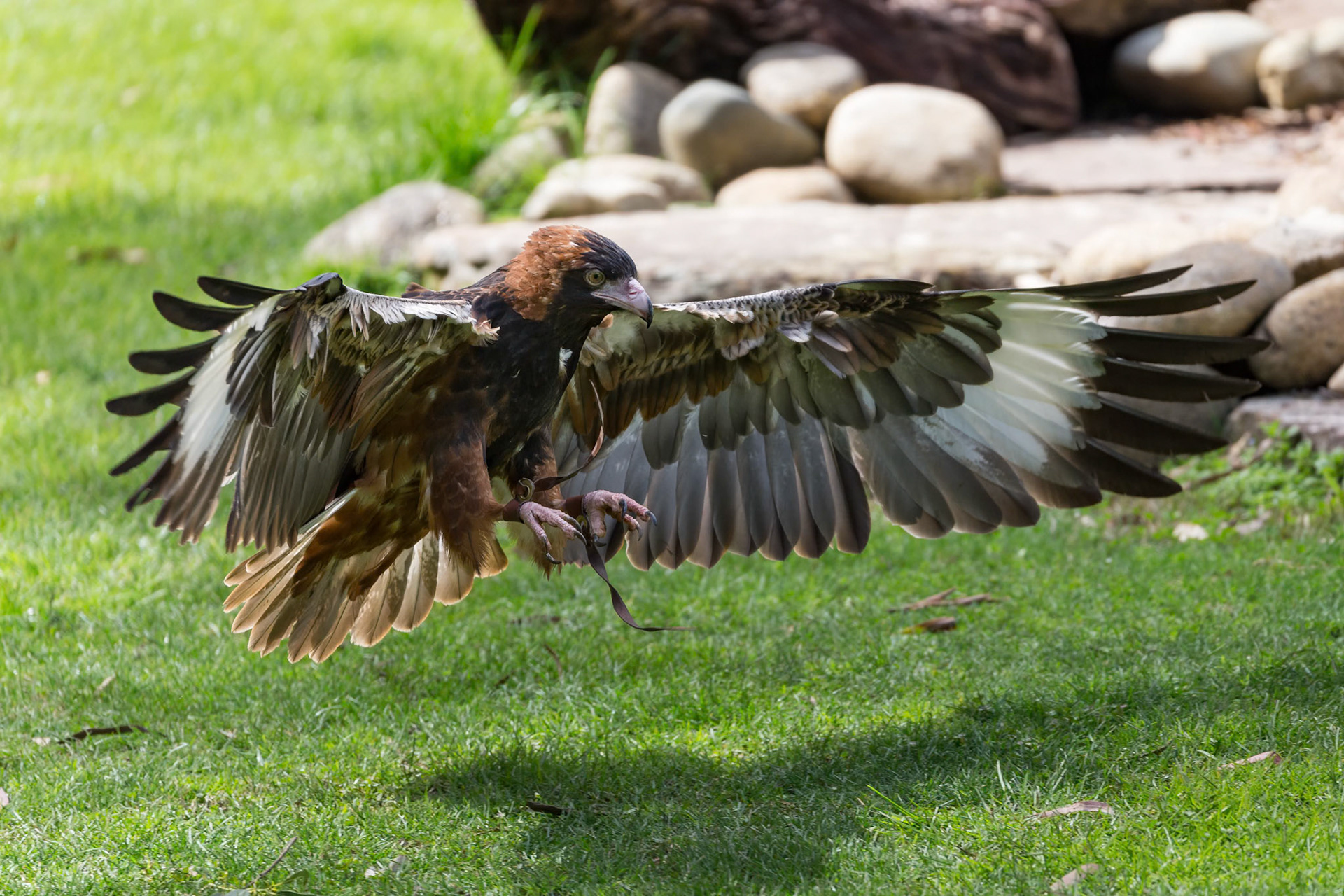 Black-Breasted Buzzard during the Spirits of the Sky at Healesville Sanctuary in Healesville, Australia