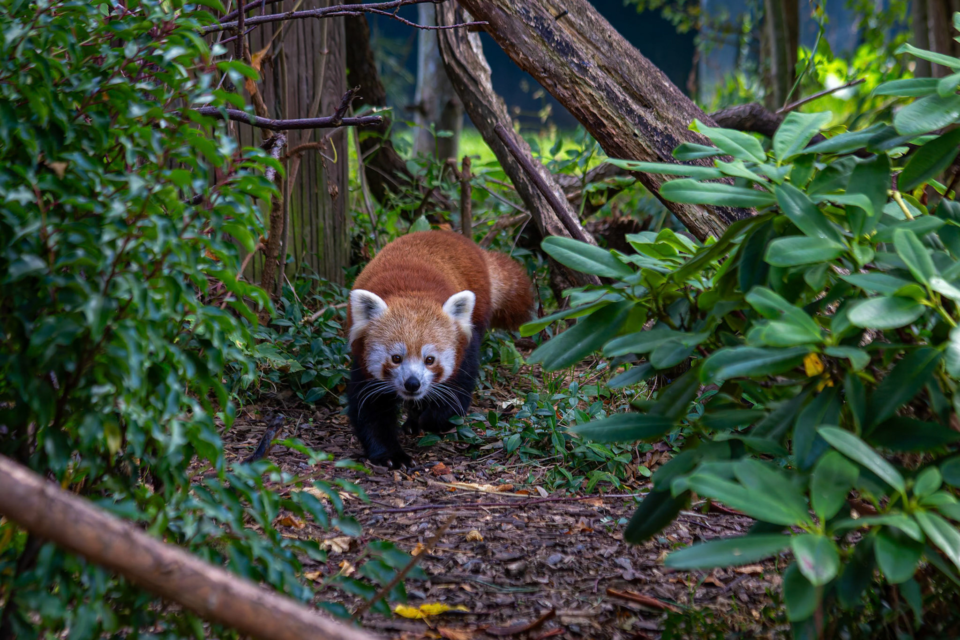 Red Panda at the Chester Zoo, England
