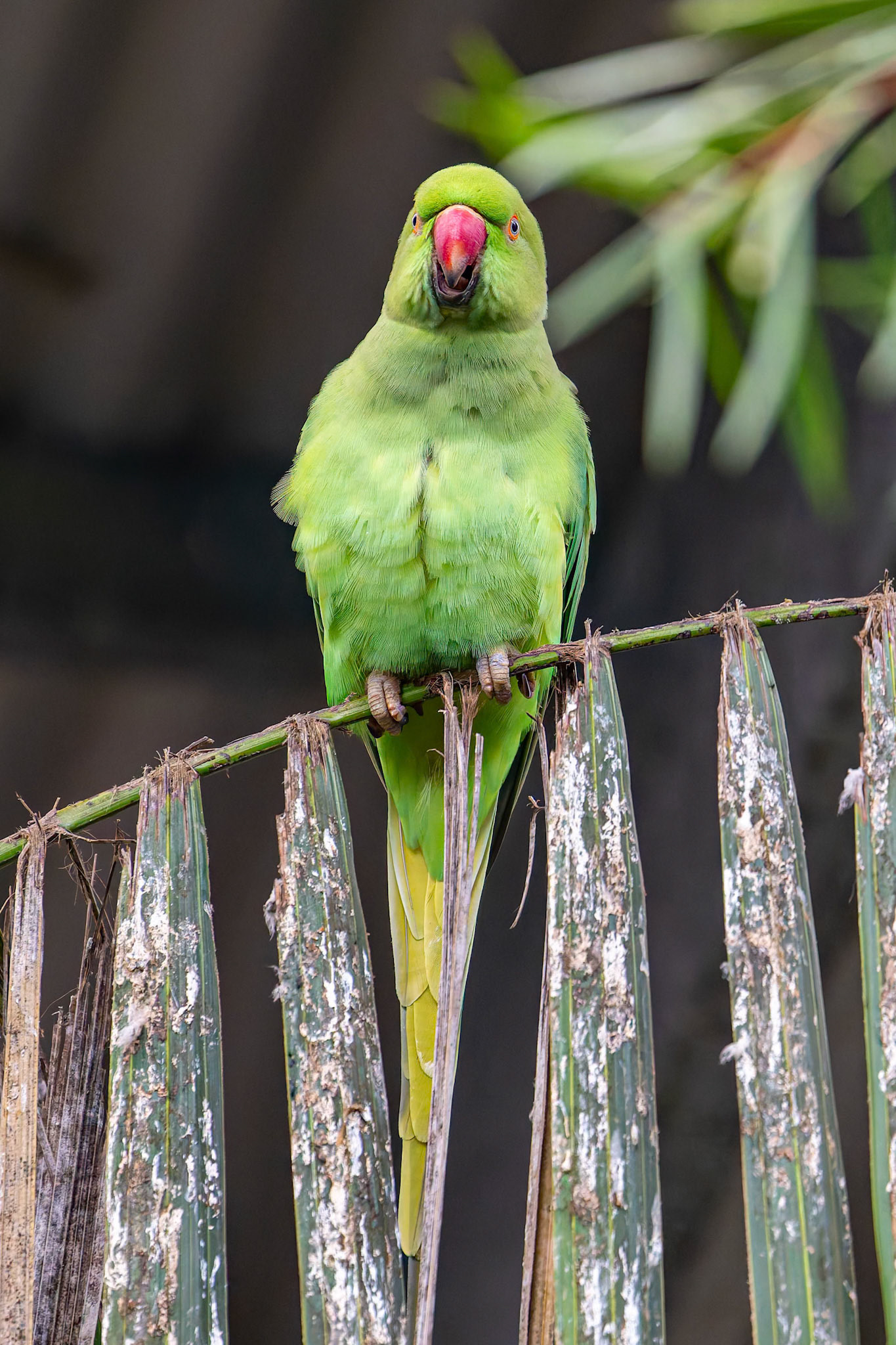 Scaly-Breasted Lorikeet at the Kangaroo Island Wildlife Park on Kangaroo Island, Australia