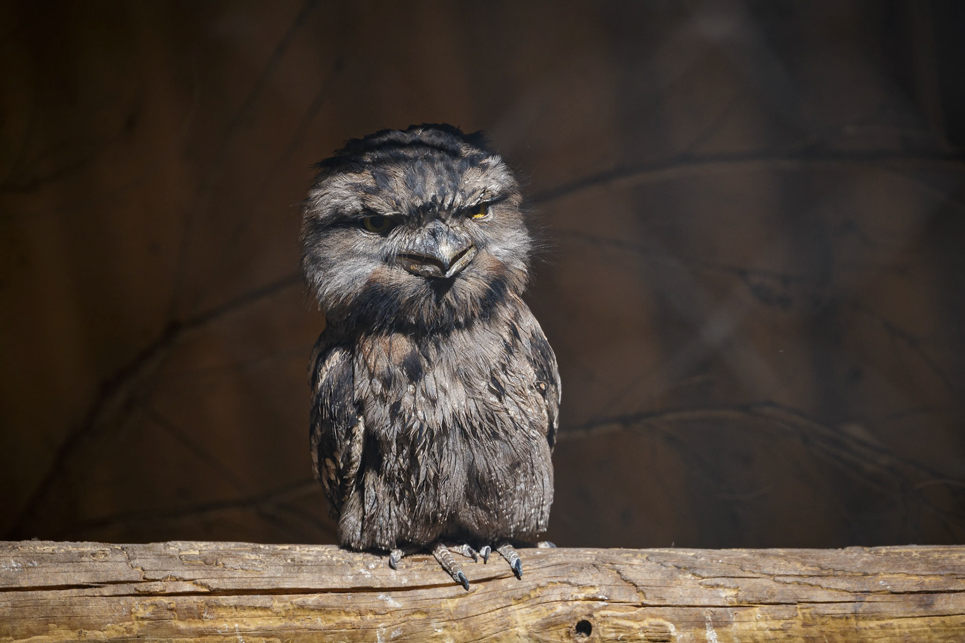 Tawny Frogmouth at the Gorge Wildlife Park, South Australia, Australia