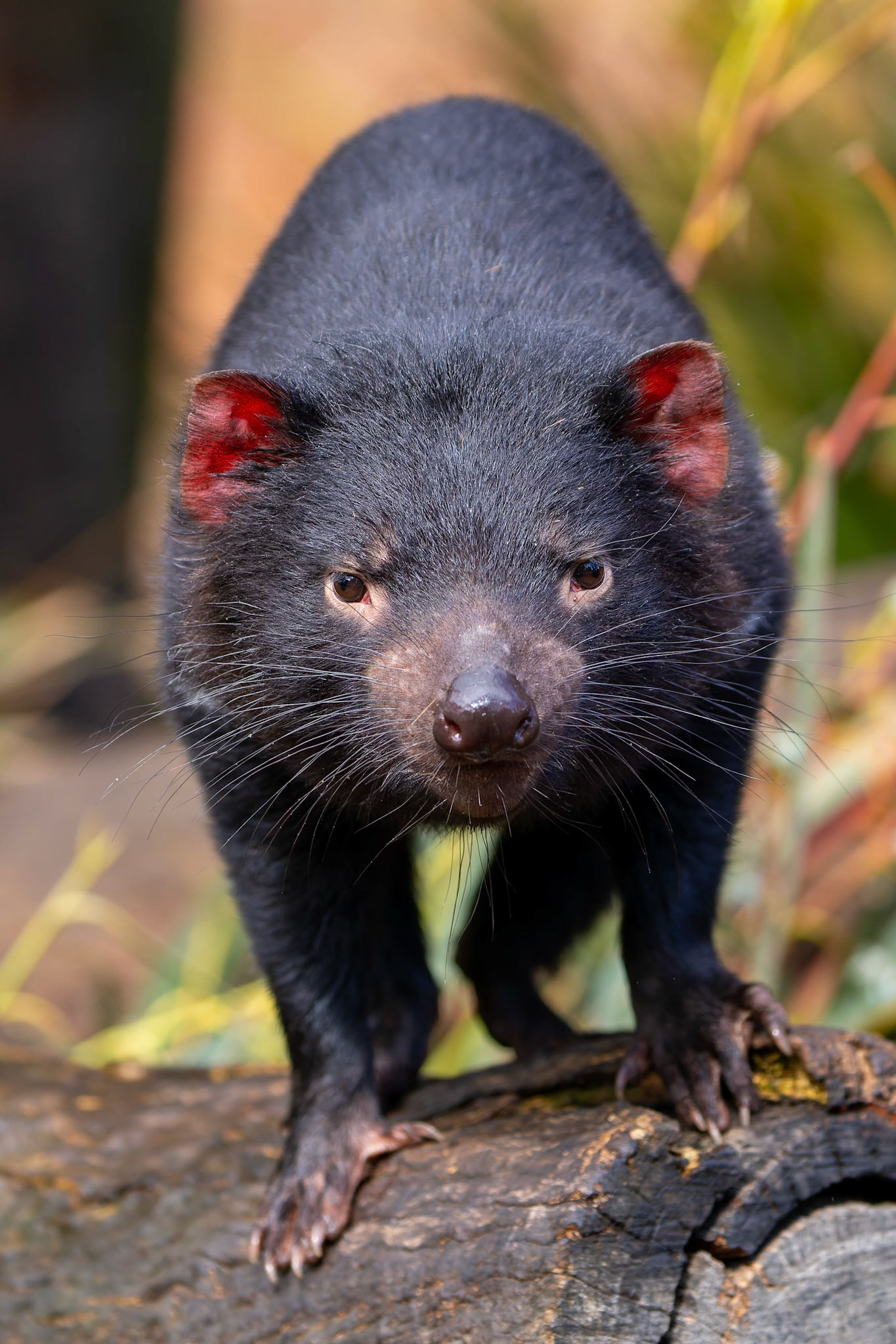 Tasmanian Devil at Ballarat Wildlife Park in Ballarat, Victoria, Australia