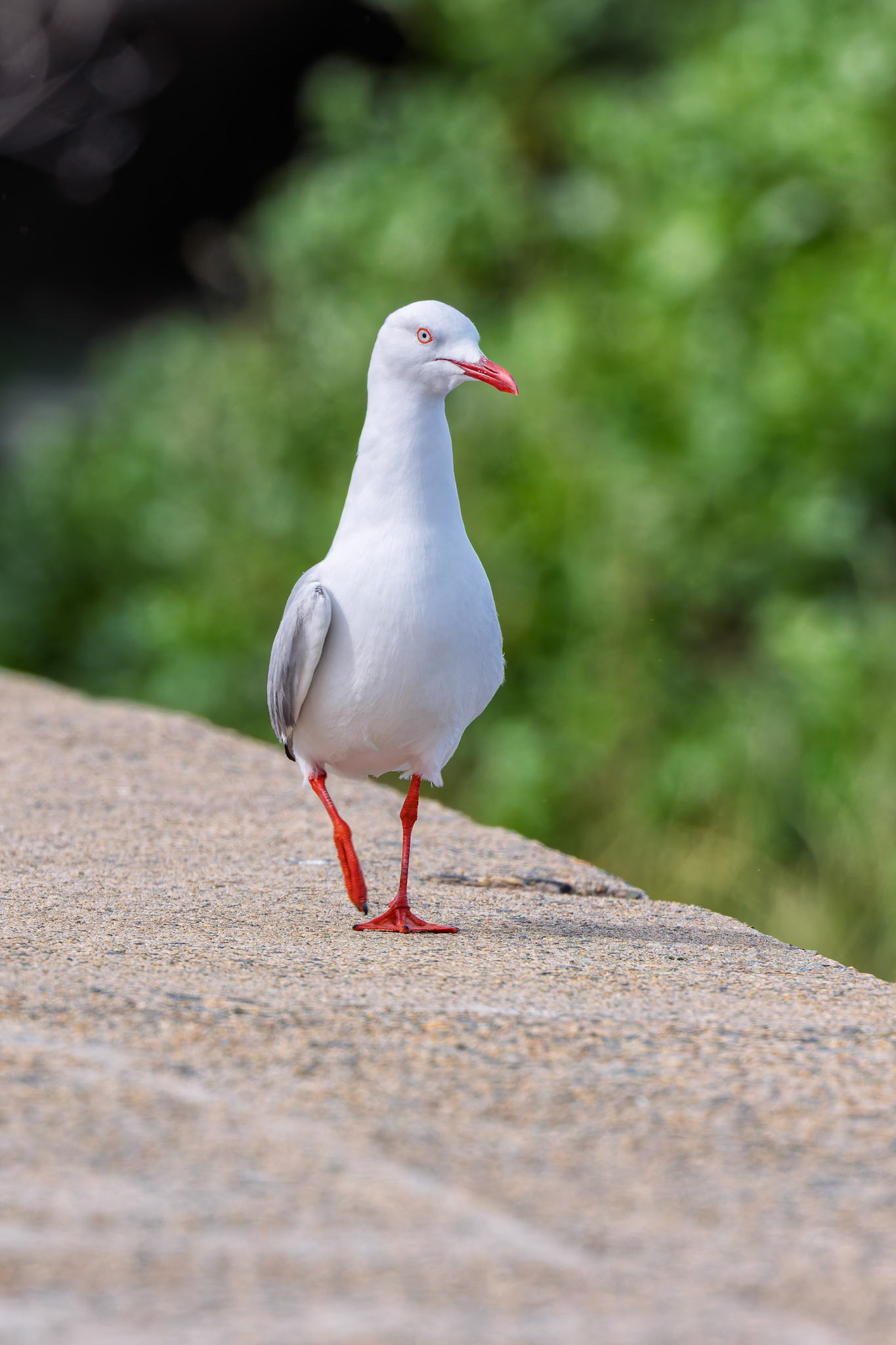 Gav the seagull at the Beach, Sydney Airport, Australia