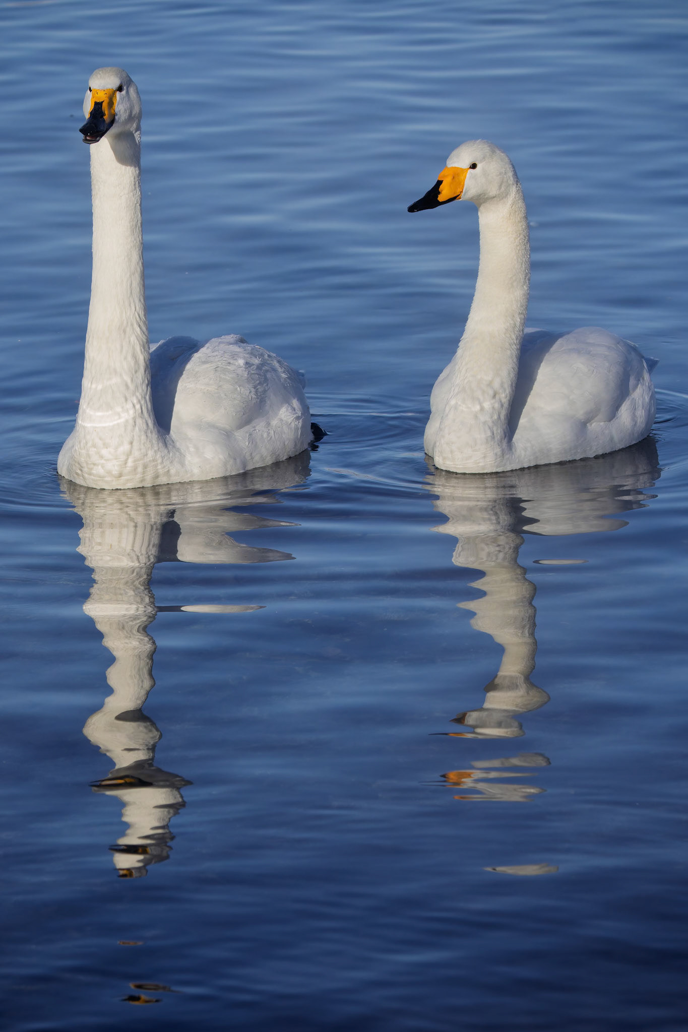 A pair of Whooper swans at the Lake Kussharo in Akan National Park, on the island of Hokkaido, Japan
