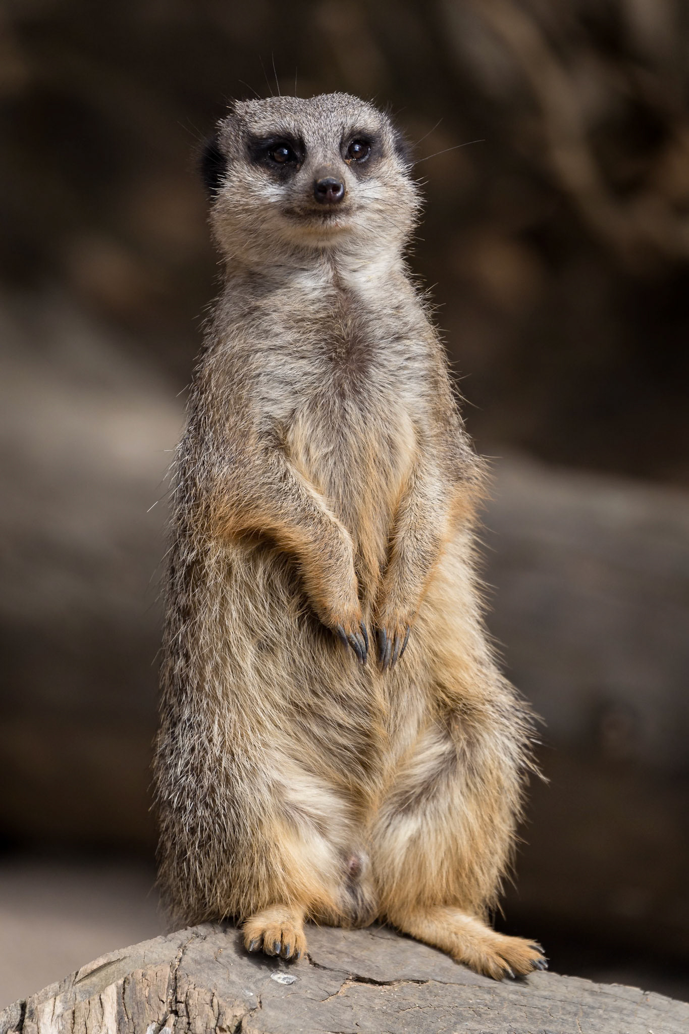 Meerkats at National Zoo &amp; Aquarium in Canberra, Australia