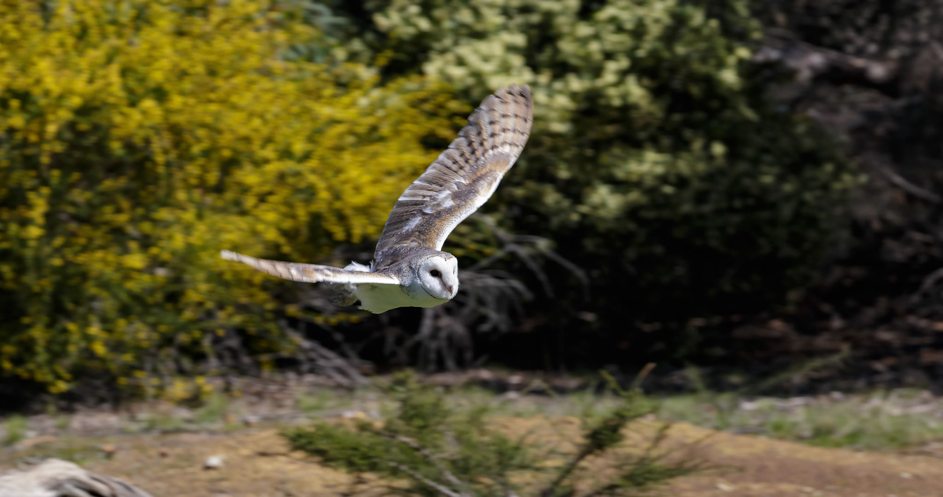 Barn Owl at the Raptor Domain on Kangaroo Island, Australia