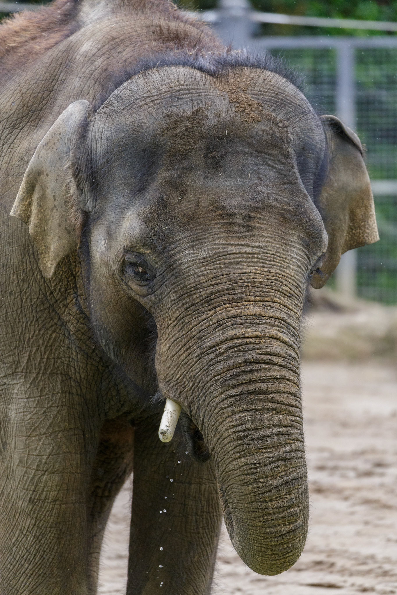 Asian Elephant at the Melbourne Zoo in Melbourne, Australia