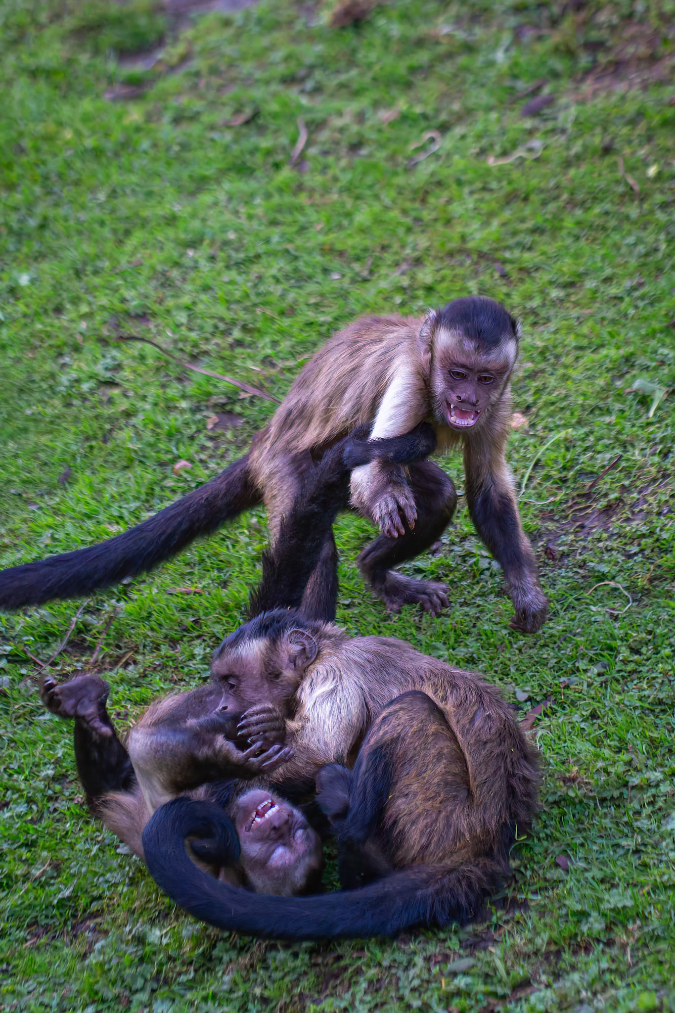 Brown Capuchins at the Edinburgh Zoo, Scotland