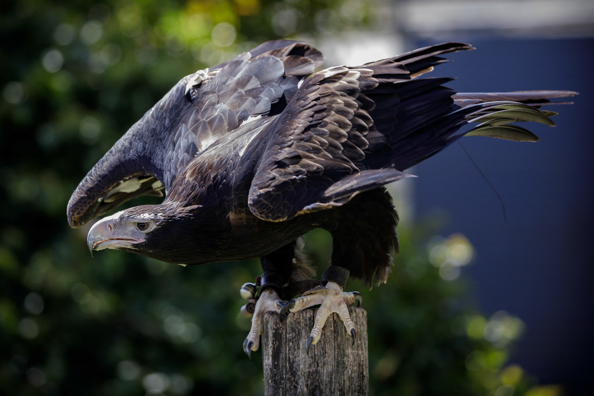 Wedge-Tailed Eagle at the Canon Collective Bird of Prey Show Event at O'Reilly's Rainforest Retreat in Lamington National Park, Australia