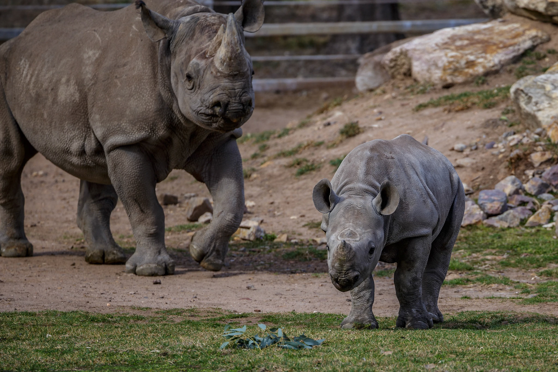 Mother and baby Black Rhinoceros at Dubbo Zoo in Dubbo, Australia