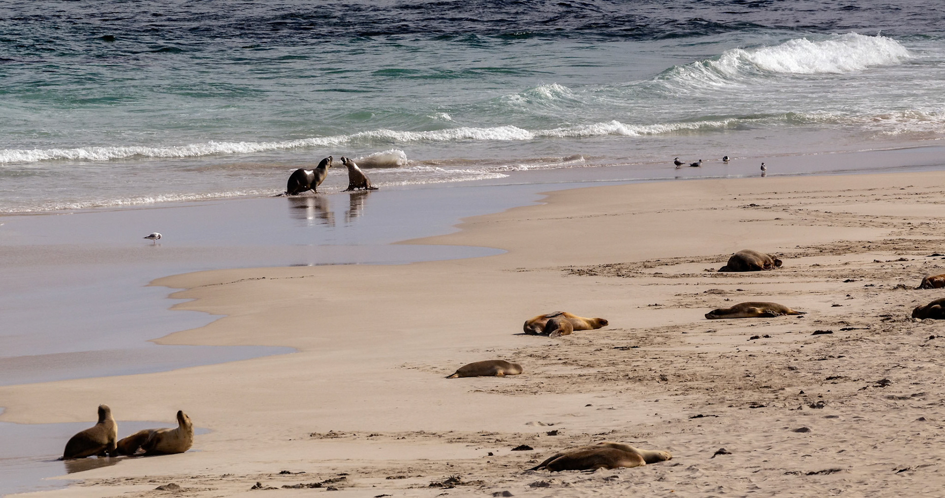 Australian Sea Lions at Seal Bay on Kangaroo Island, Australia