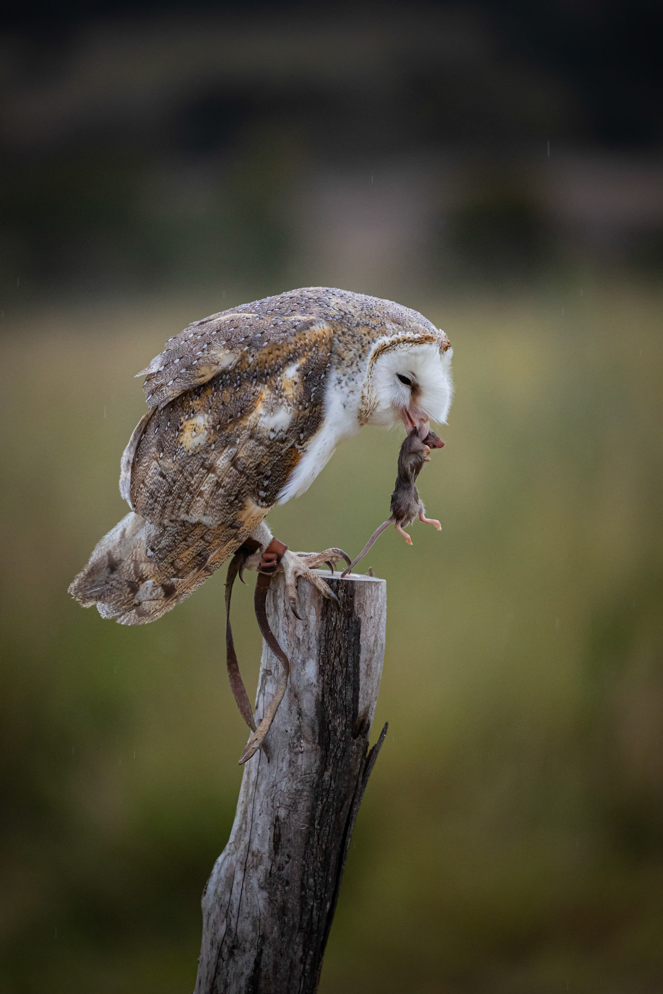 Rocky the Barn Owl having an afternoon snack at Biddaddaba during the Photographers Collective Birds of Prey Event, Australia