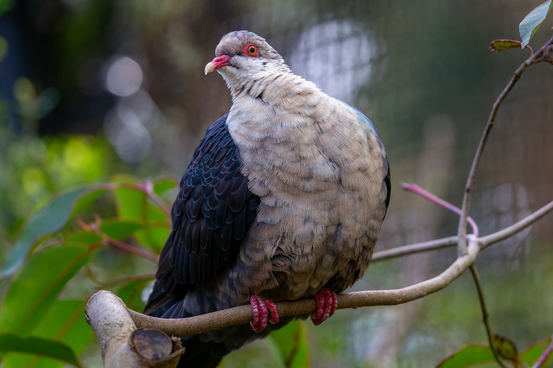White-headed Pigeon at Healesville Sanctuary in Healesville, Australia