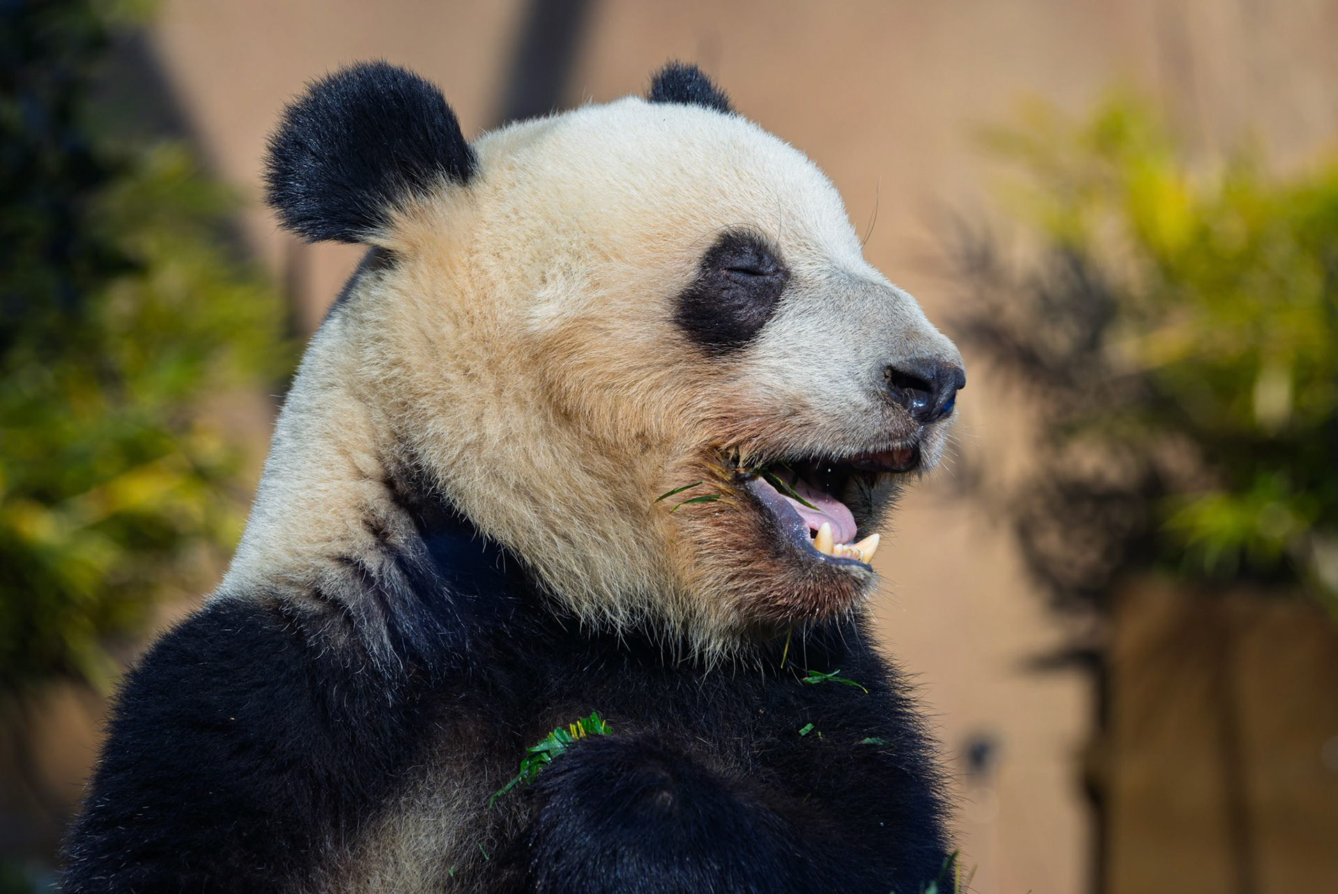 Giant Panda at Ueno Zoological Gardens in Tokyo, Japan