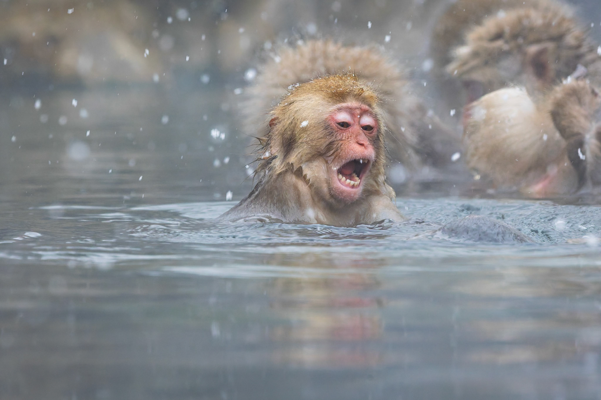 Baby Japanese macaque (Snow Monkey) at Jigokudani Yaen-Koen, Japan