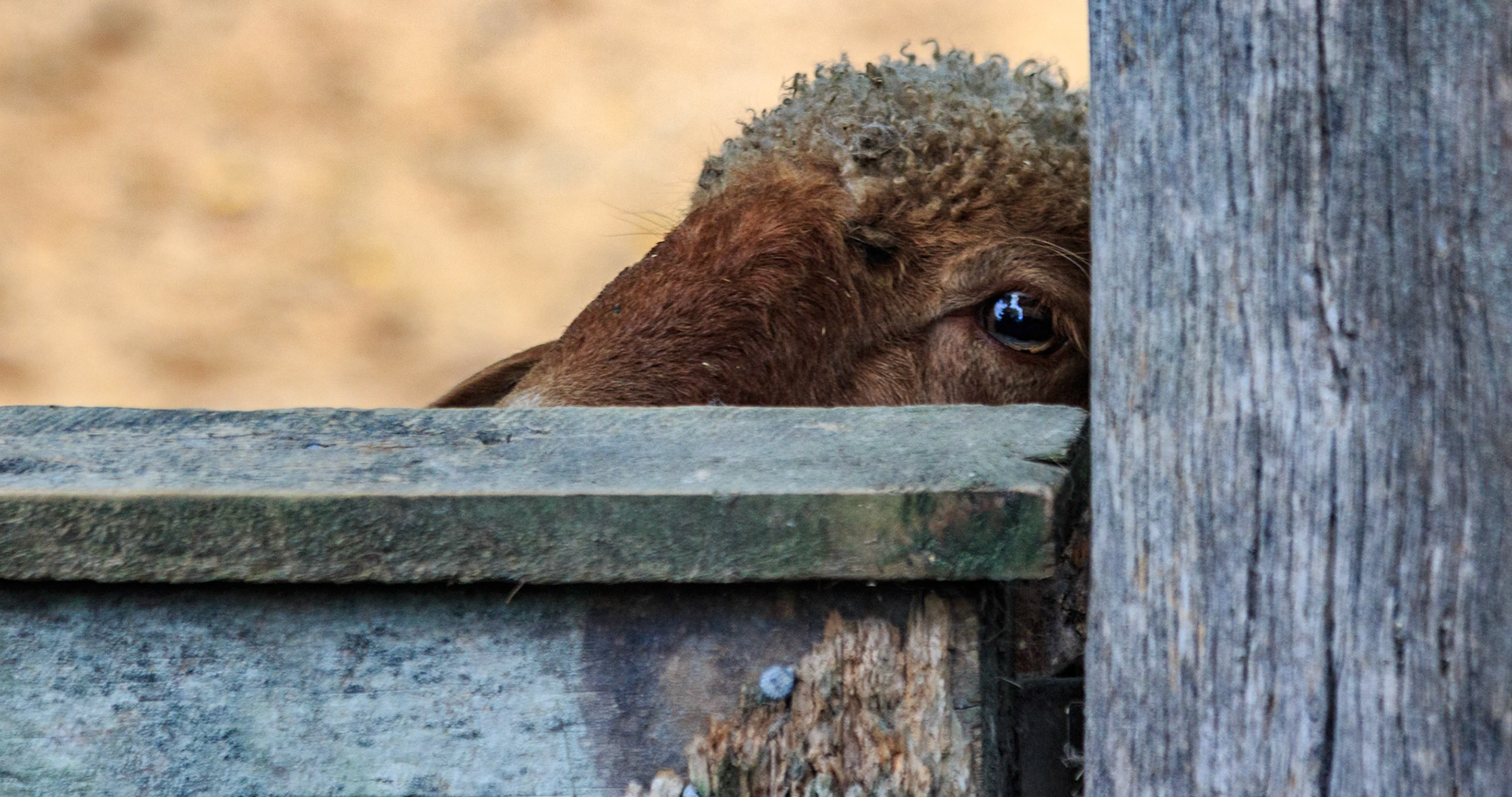 Sheep at the Willowbank Wildlife Park, Christchurch, New Zealand