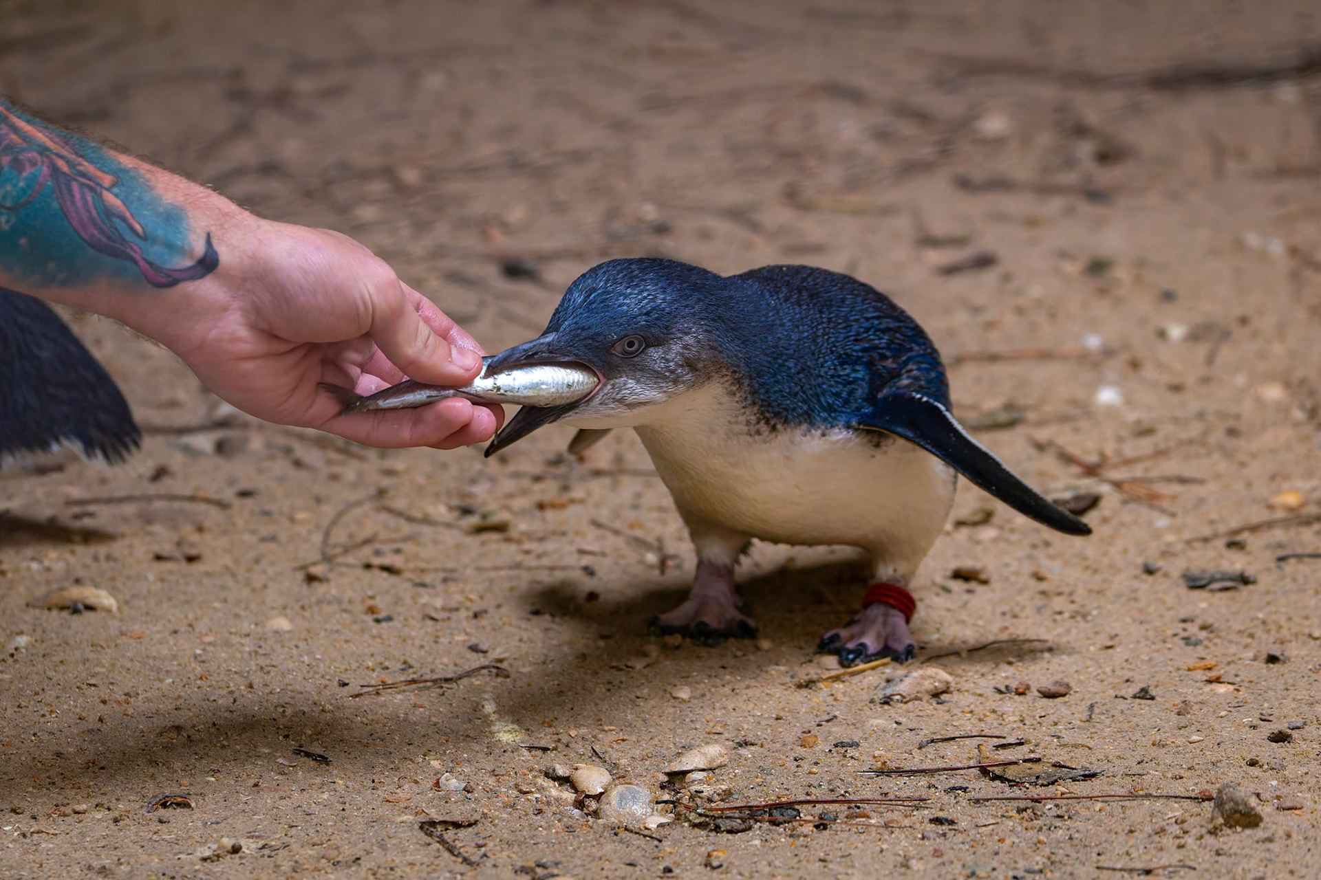 Little Penguin at the Kangaroo Island Wildlife Park on Kangaroo Island, Australia