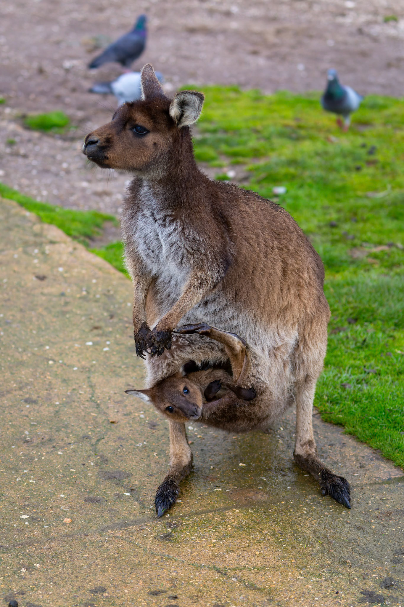 Kangaroo with Joey at Ballarat Wildlife Park in Ballarat, Victoria, Australia