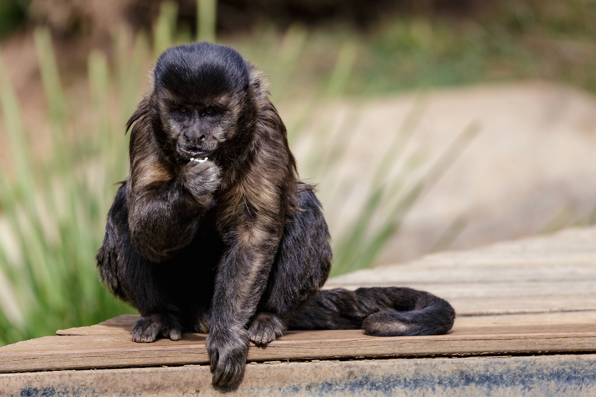 Black-Capped Capuchin at National Zoo &amp; Aquarium in Canberra, Australia