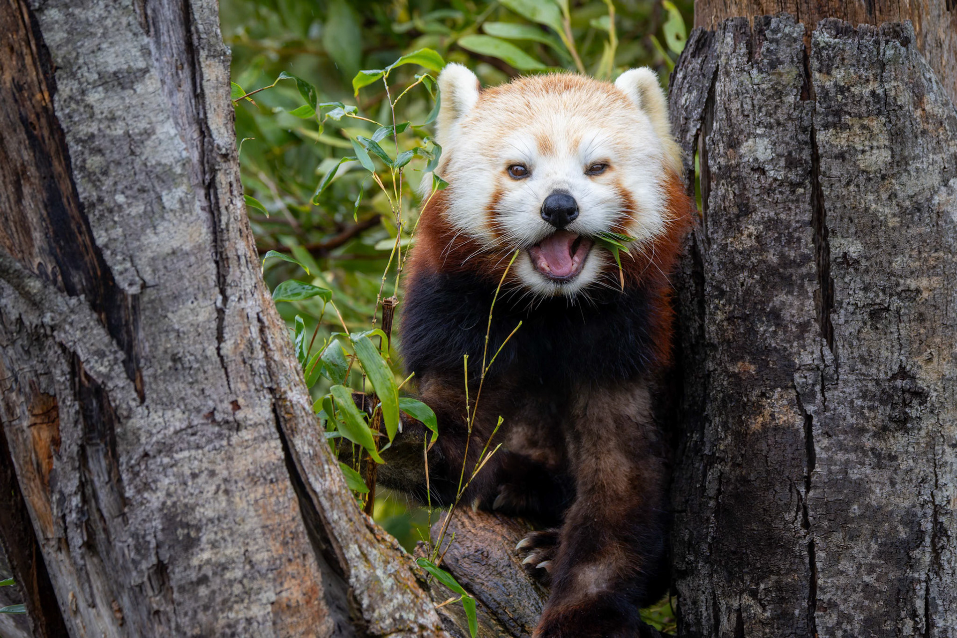 Red Panda at the Tasmanian Zoo outside of Launceston in Tasmania, Australia