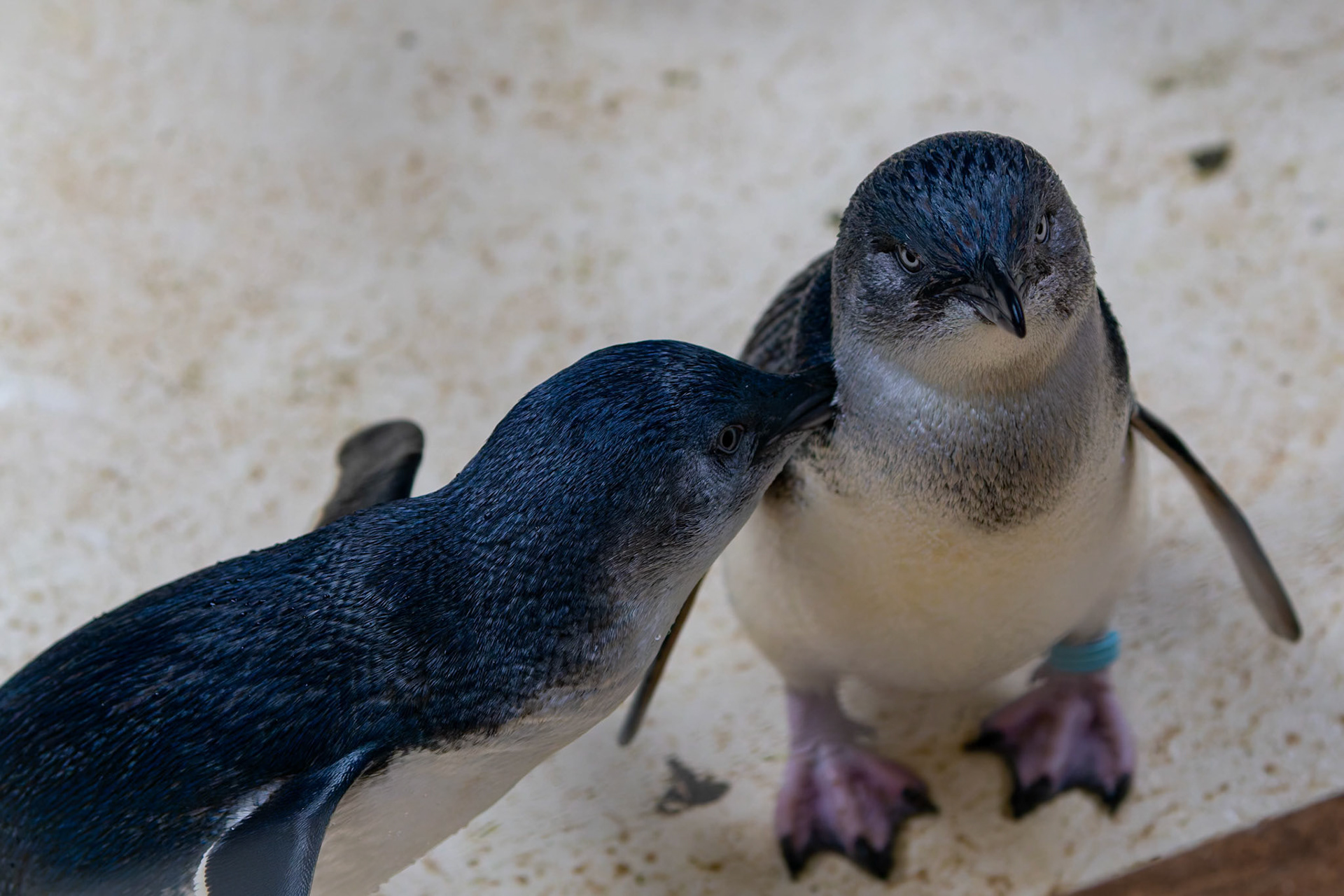 Little Penguin at the Kangaroo Island Wildlife Park on Kangaroo Island, Australia