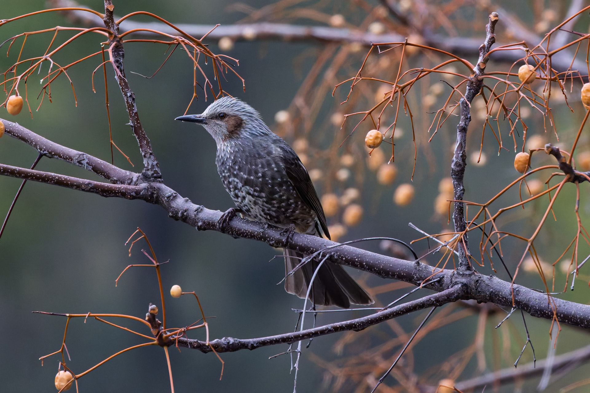 Brown-eared Bulbul at Osaka Castle in Chuo Ward, Osaka, Japan