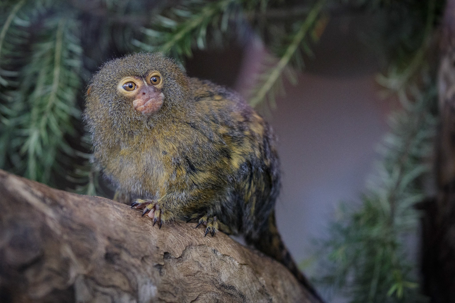 Pygmy Marmoset at Halls Gap Zoo in Halls Gap Victoria, Australia