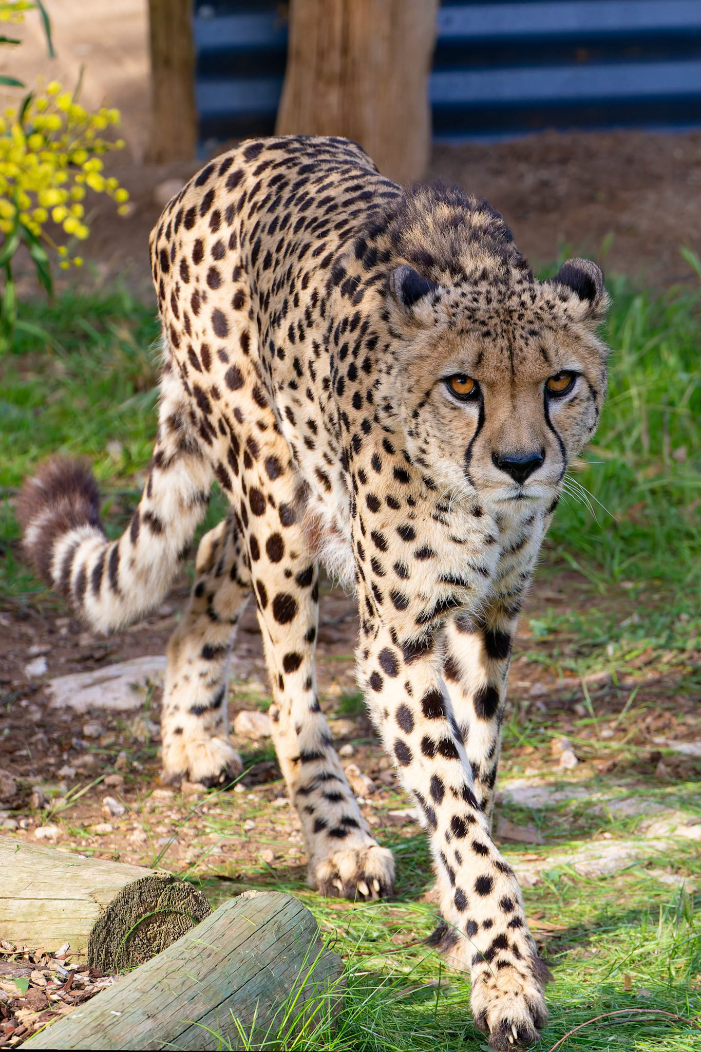 Cheetah at the Monarto Zoo, South Australia, Australia
