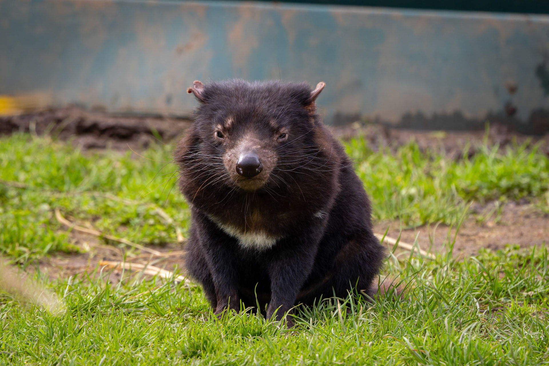 Tasmanian Devil at the Tasmanian Zoo outside of Launceston in Tasmania, Australia