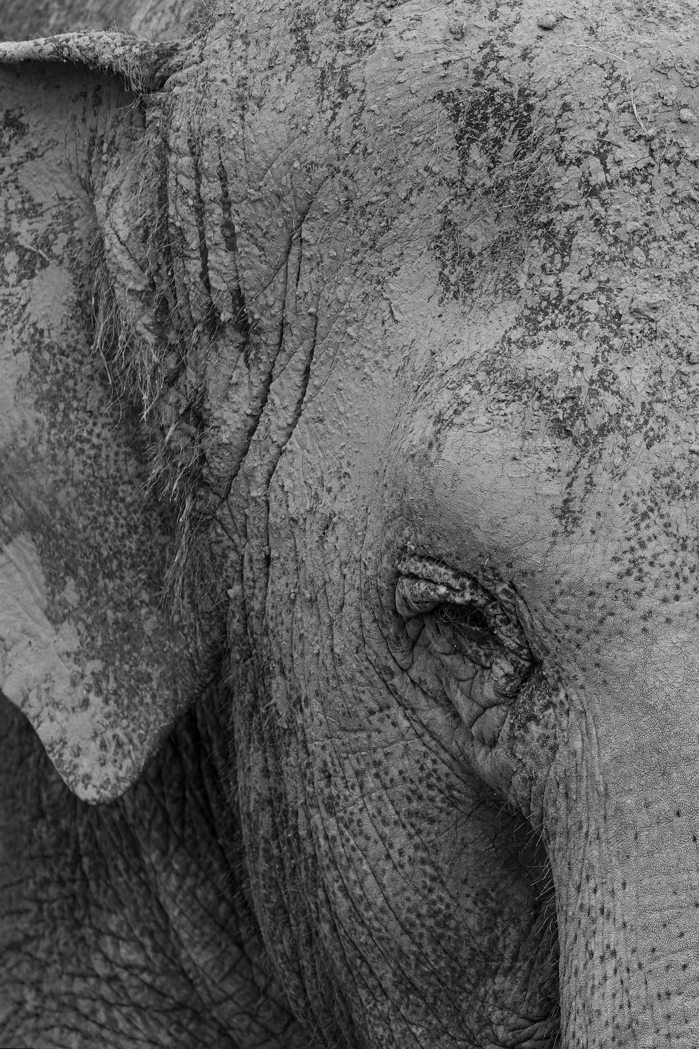 Asian Elephant at Dubbo Zoo in Dubbo, Australia
