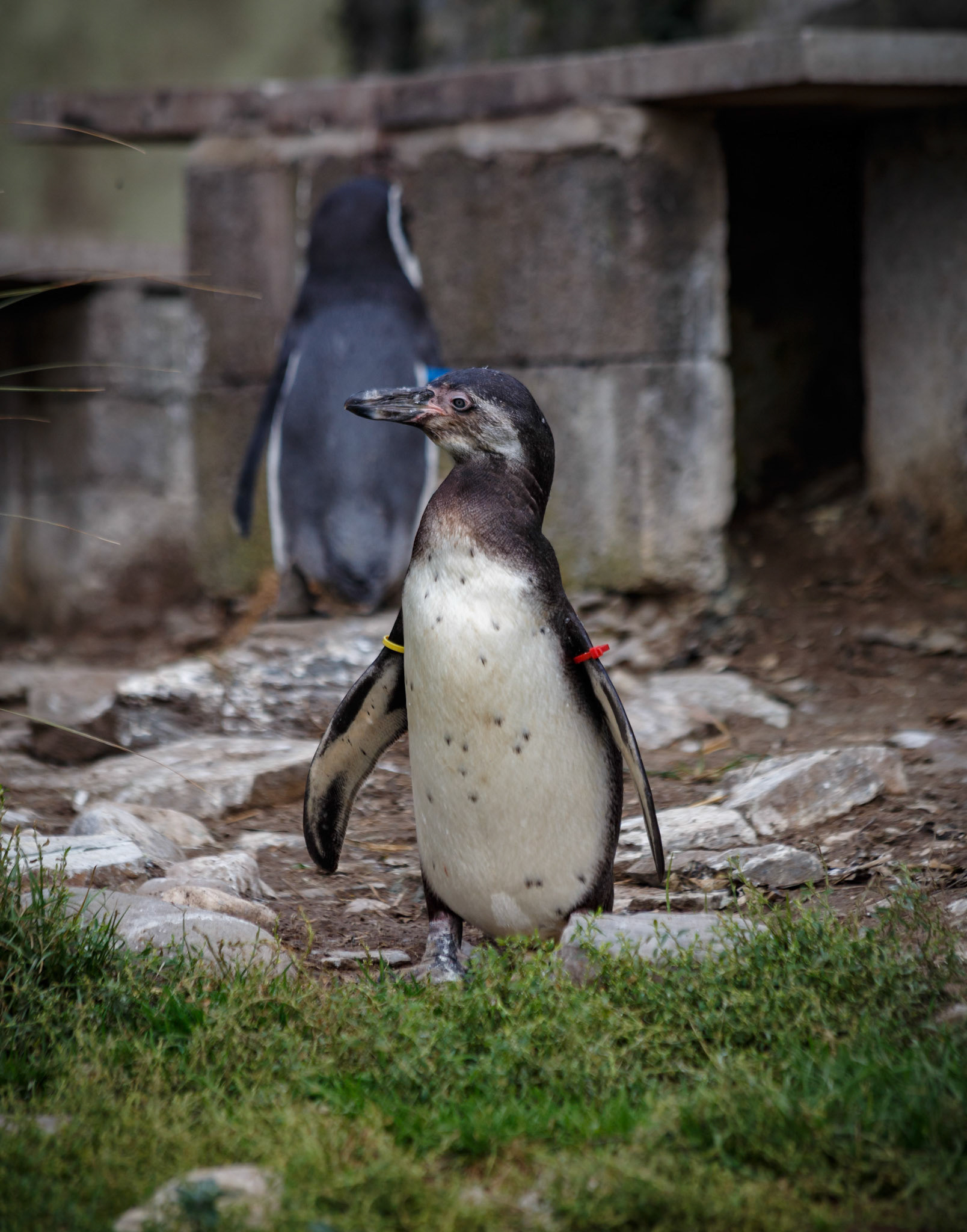 Humboldt Penguin at the Welsh Mountain Zoo, Wales