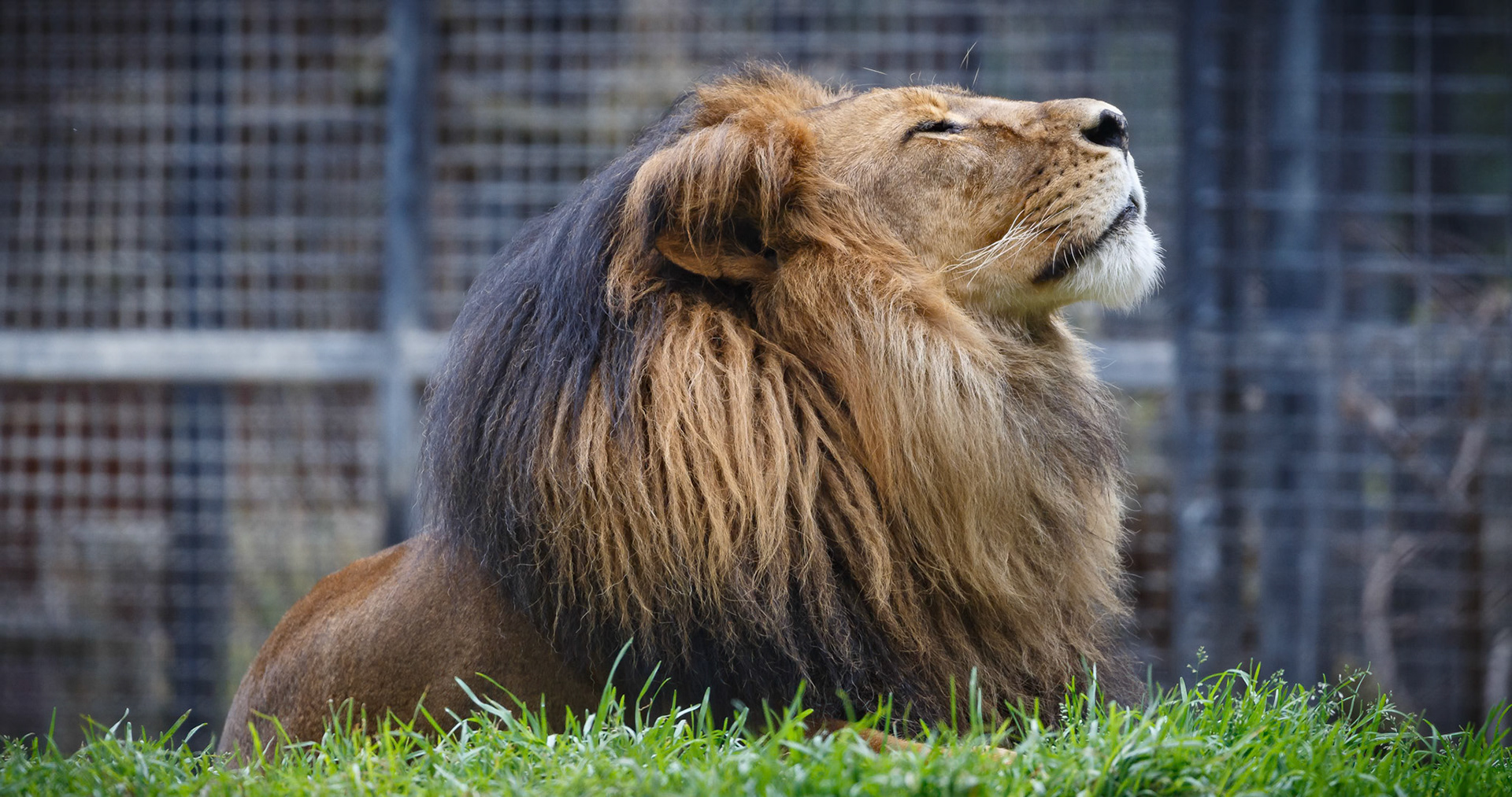 African Lion at the Adelaide Zoo, South Australia, Australia