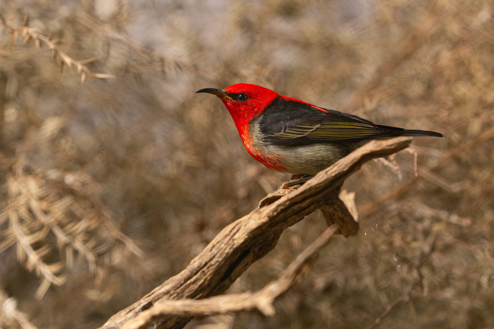Scarlet HoneyEater at the Gorge Wildlife Park, South Australia, Australia