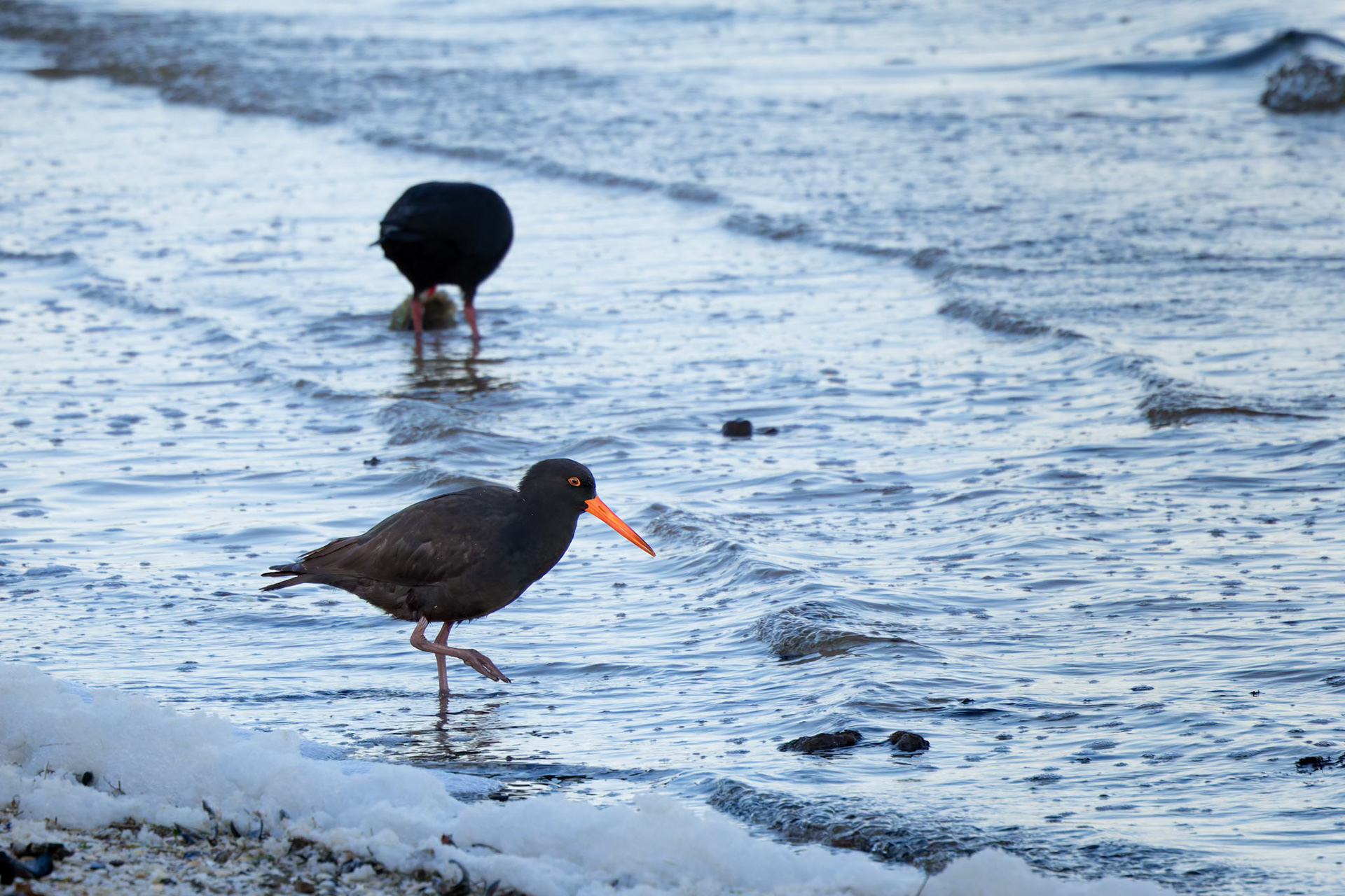 Sooty Oystercatcher at the Neck Game Reserve Lookout on Bruny Island off the coast of Tasmania, Australia