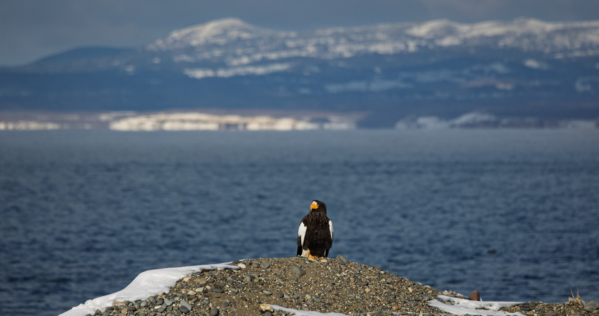 Stella Eagle at Notsuke Peninsula on the Island of Hokkaido, Japan
