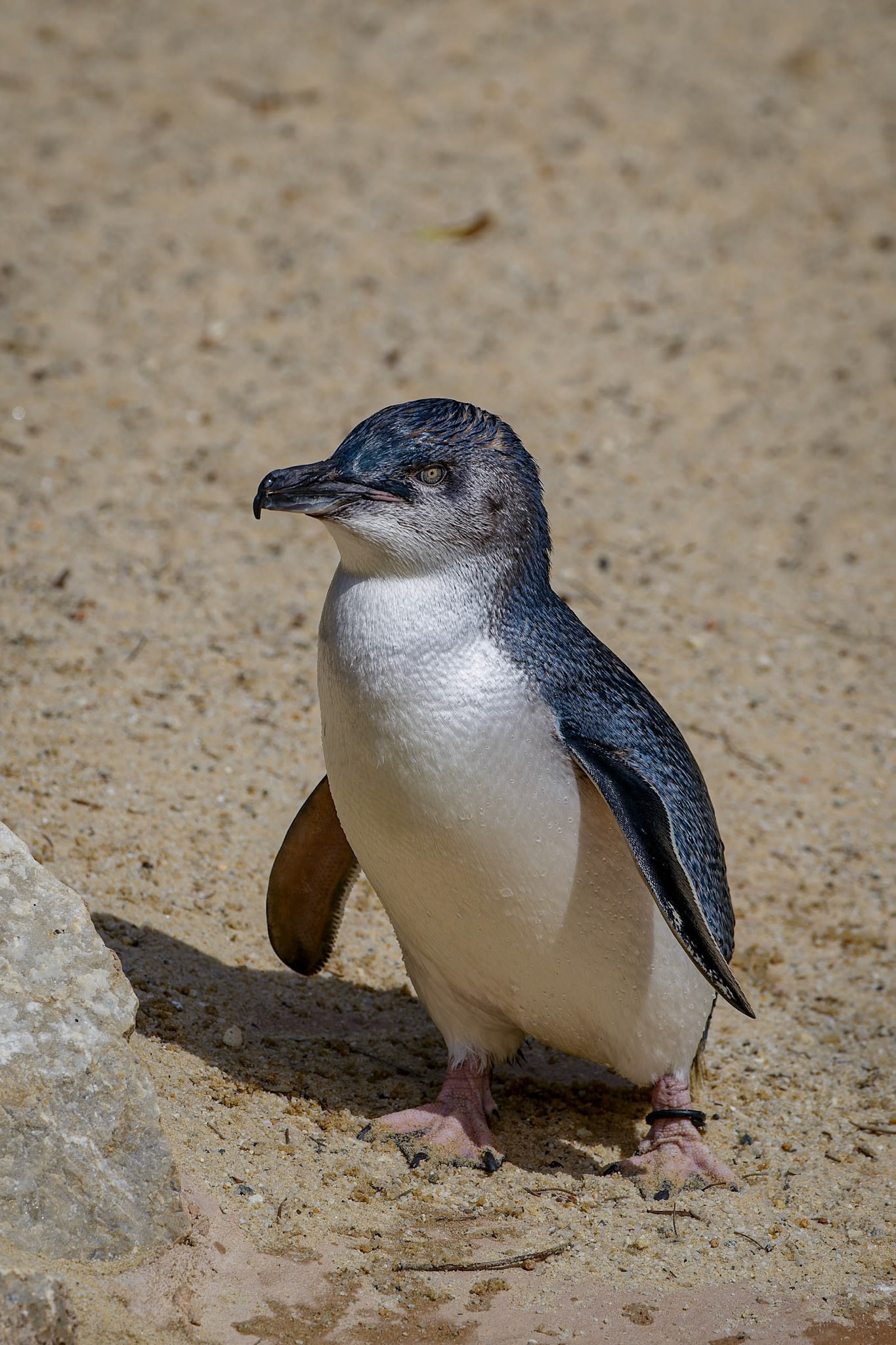 Little Penguin at National Zoo &amp; Aquarium in Canberra, Australia