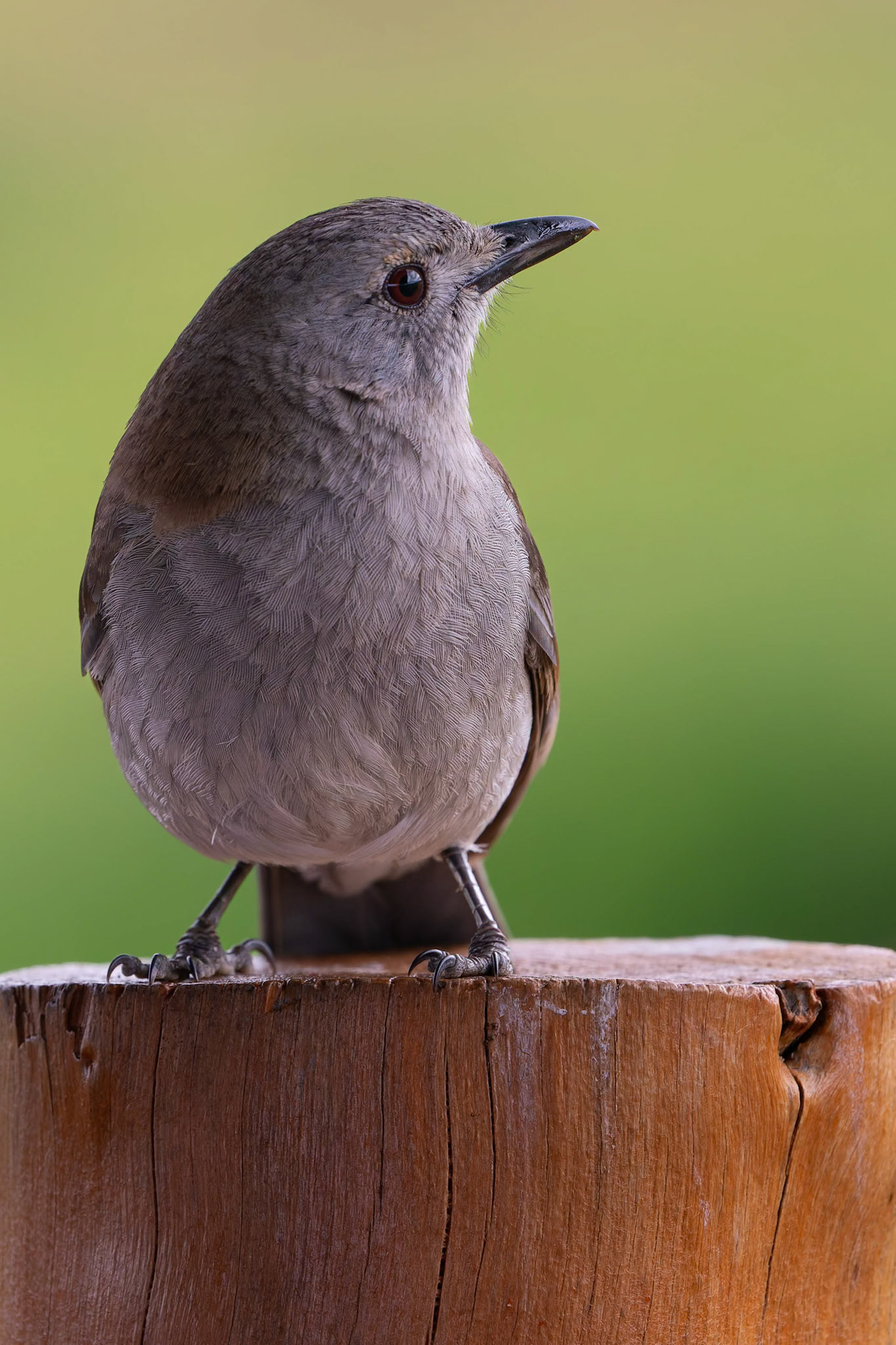 Grey Shrike-Thrush at the Monarto Zoo, South Australia, Australia
