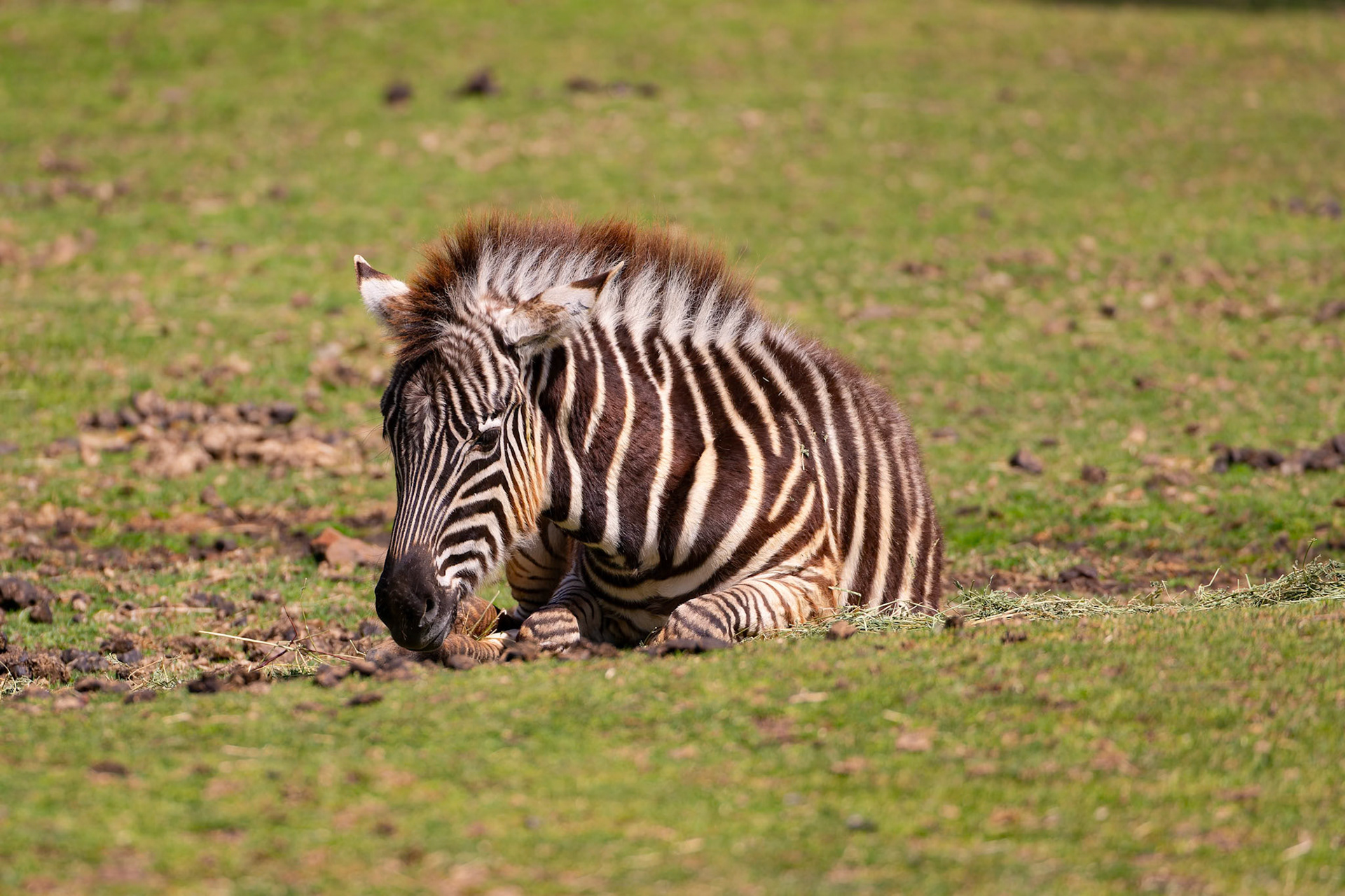 Zebra at Dubbo Zoo in Dubbo, Australia