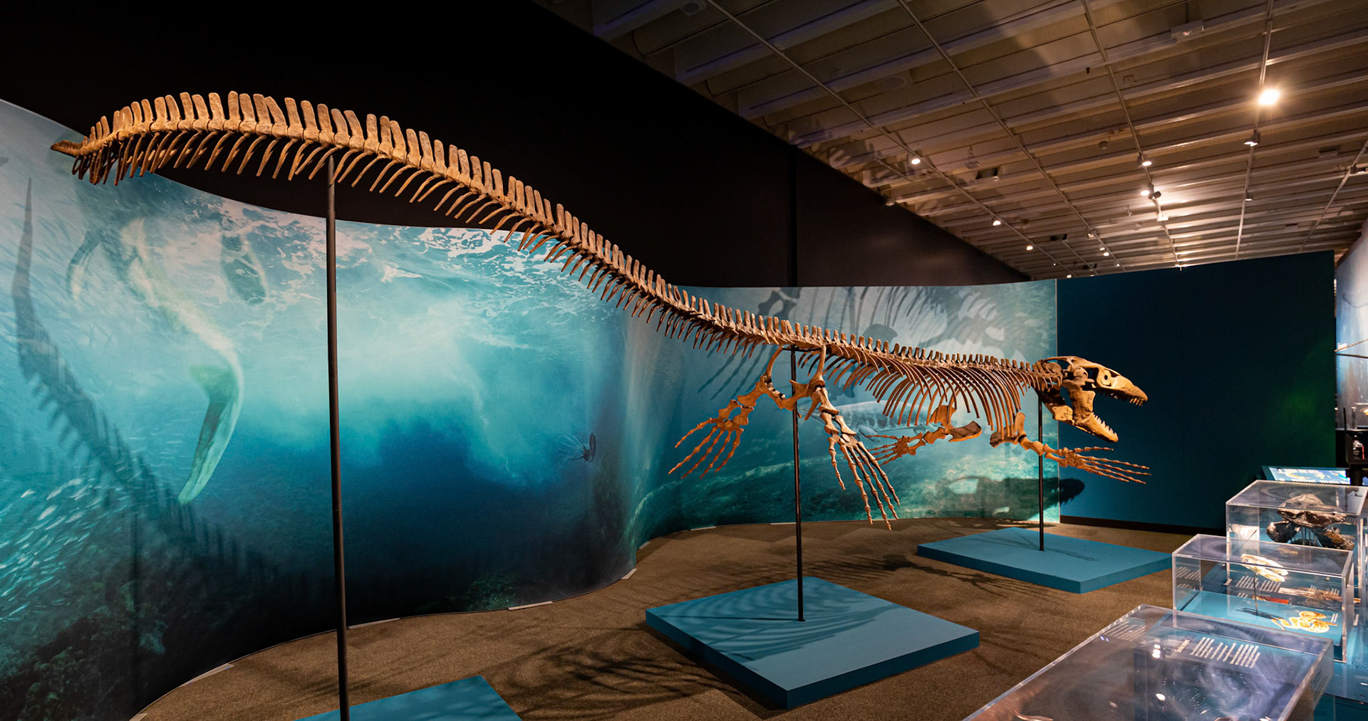 The 'Mosasaurs' at the Sea Monsters exhibit at the Queensland Museum, Australia
