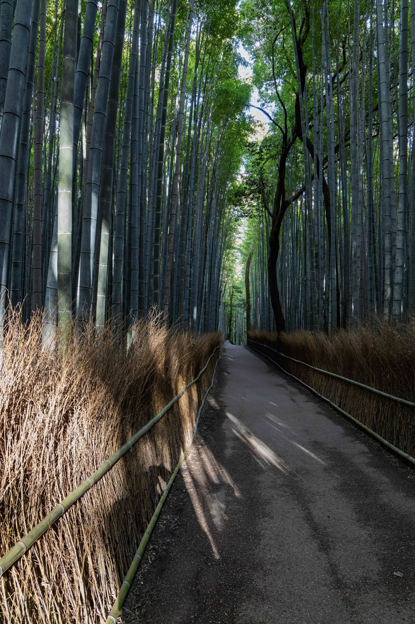 Arashiyama Bamboo Forest in Ukyo Ward, Kyoto, Japan