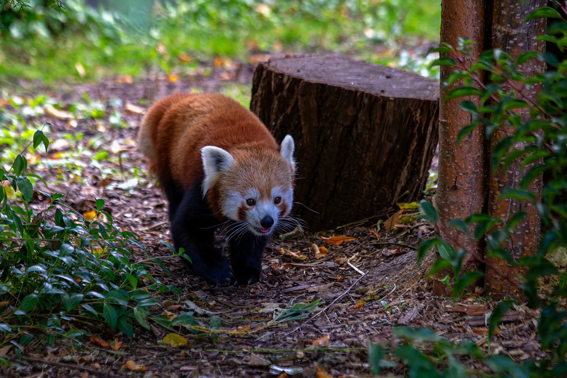 Red Panda at the Chester Zoo, England