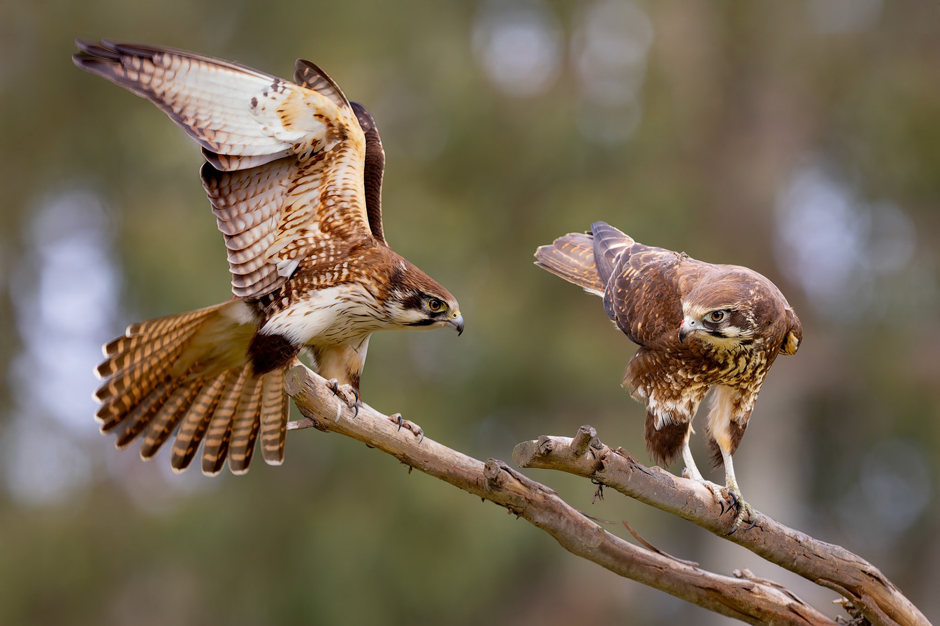 A pair of Brown Falcons at the Inala Raptor Photo Hide on Bruny Island off the coast of Tasmania, Australia