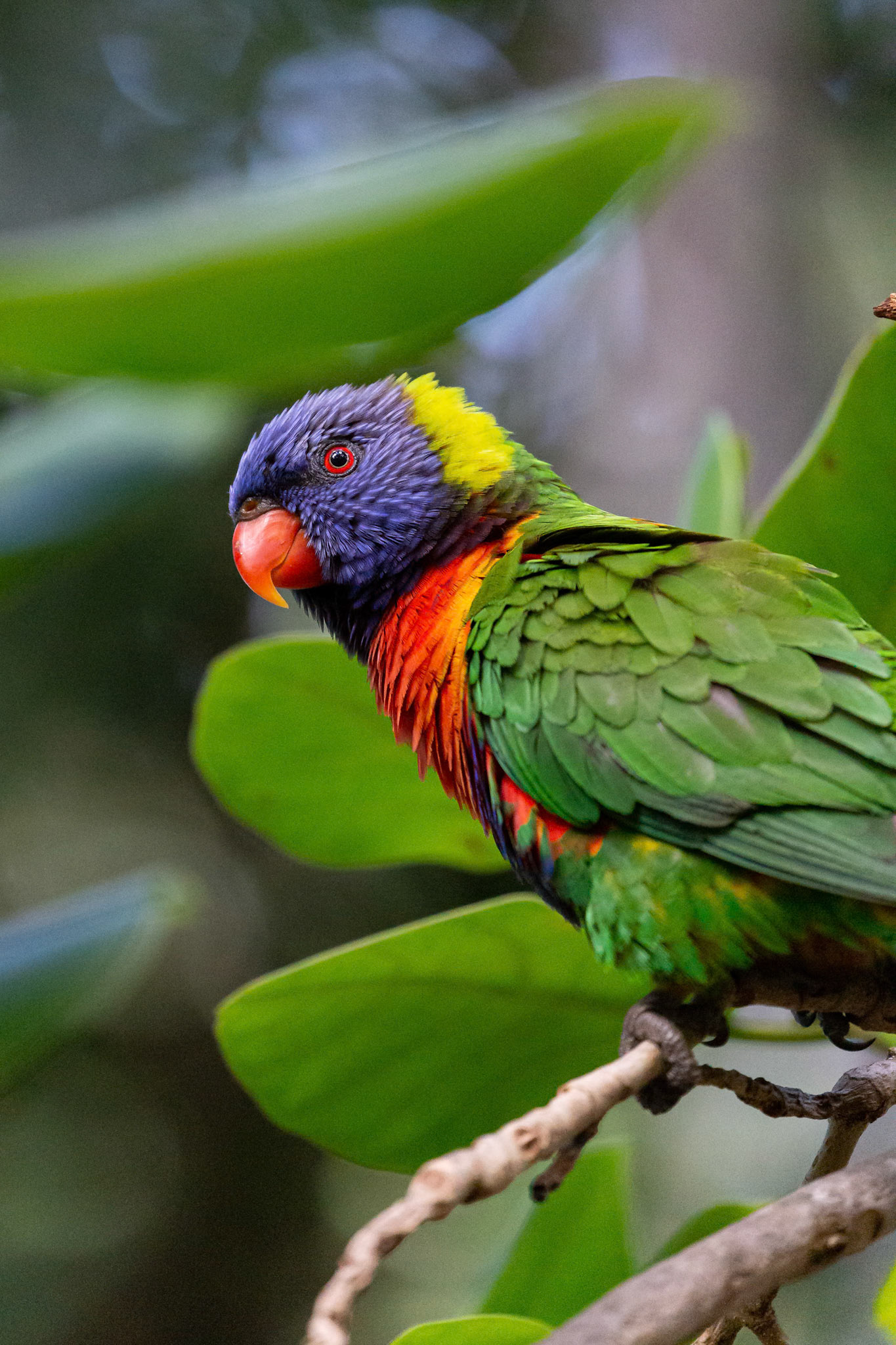 Rainbow Lorikeet at Rockhampton Botanical Gardens in Rockhampton, Queensland