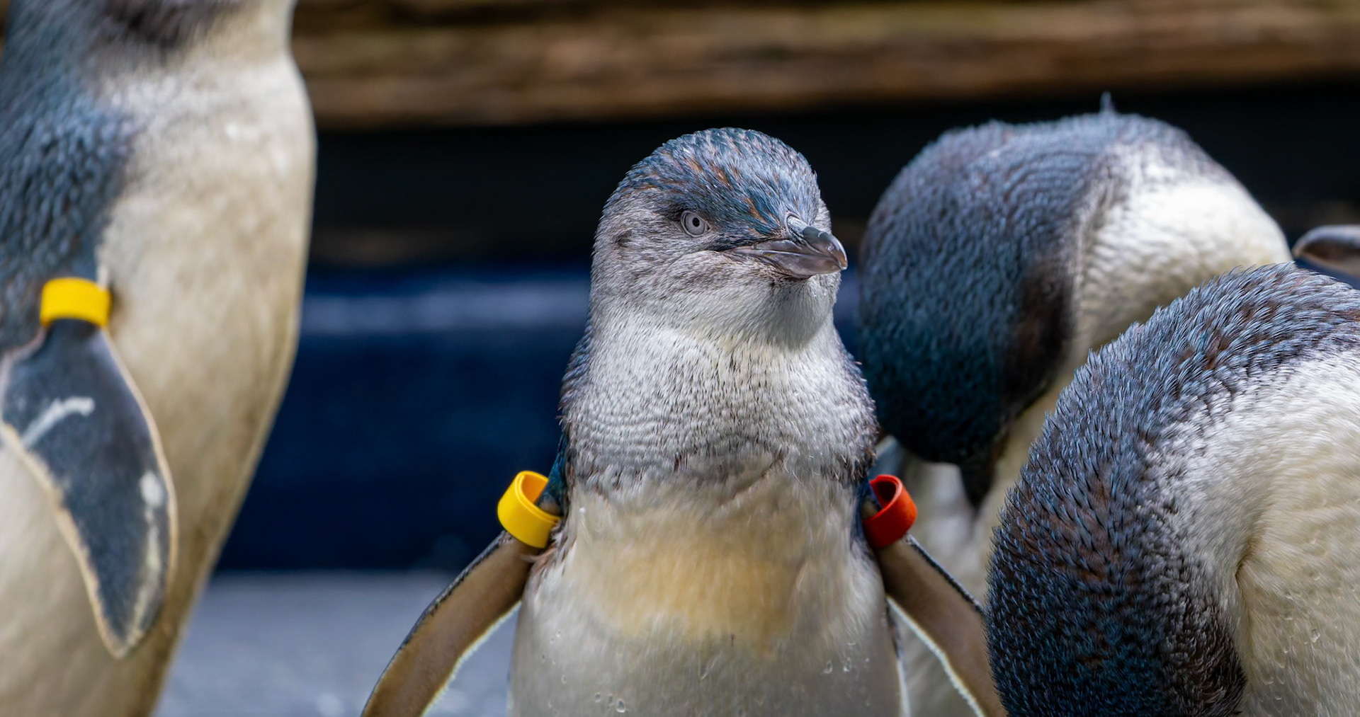 Little Penguins at the Melbourne Zoo in Melbourne, Australia