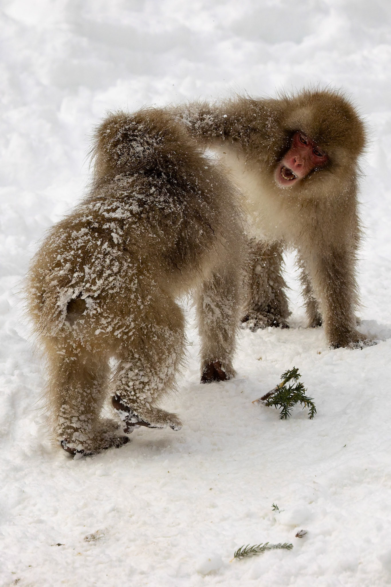 Japanese Macaques (Snow Monkies) at Jigokudani Yaen-Koen, Japan