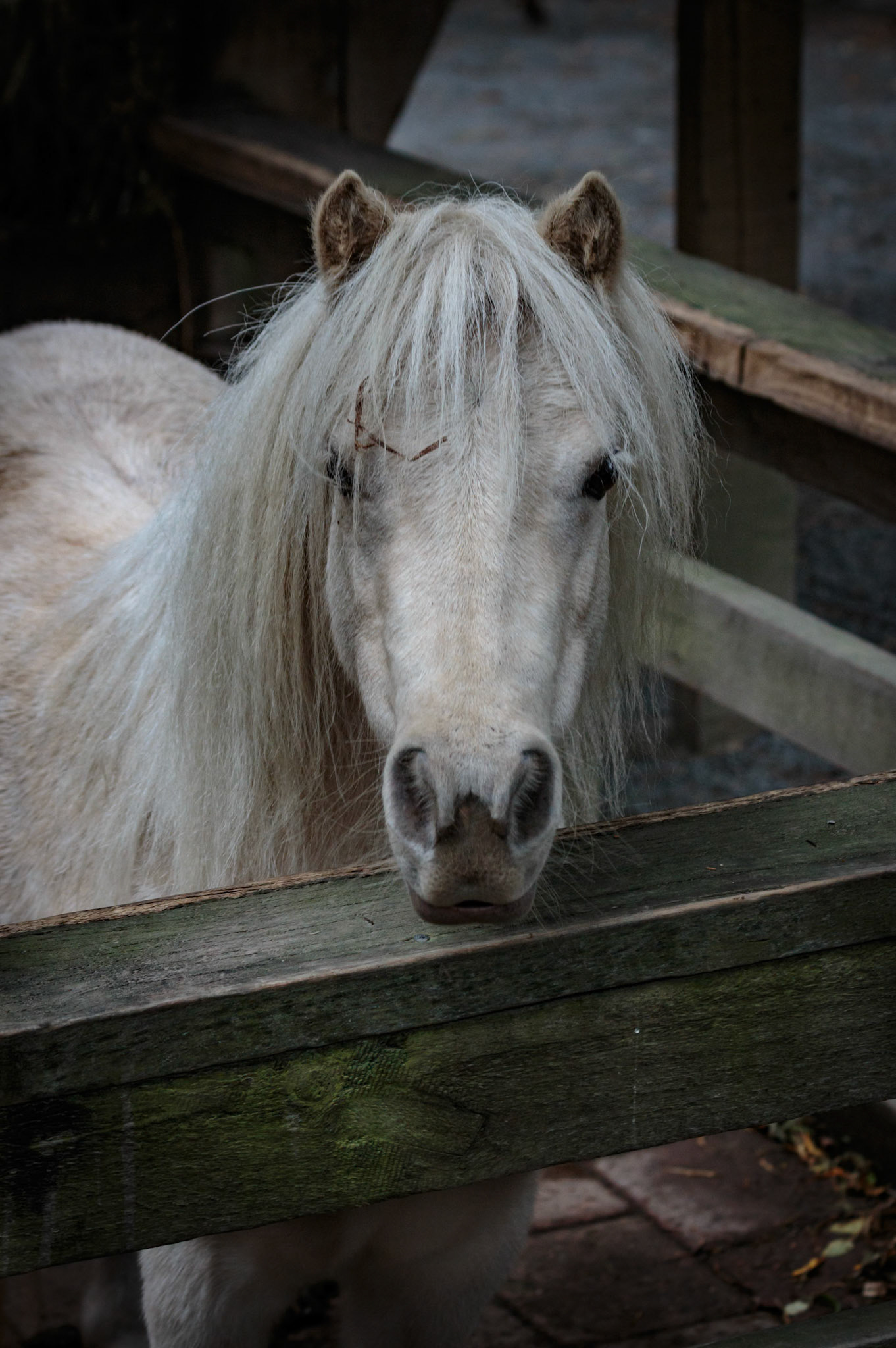 Horse at the Willowbank Wildlife Park, Christchurch, New Zealand