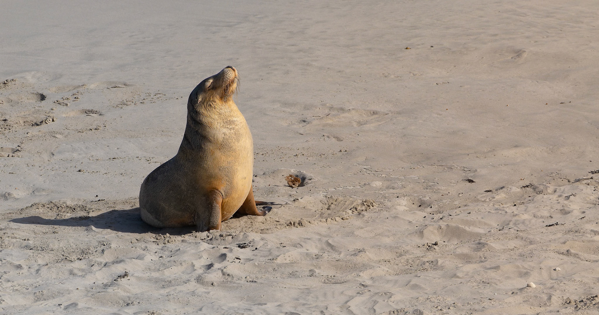 Australian Sea Lion at Seal Bay on Kangaroo Island, Australia