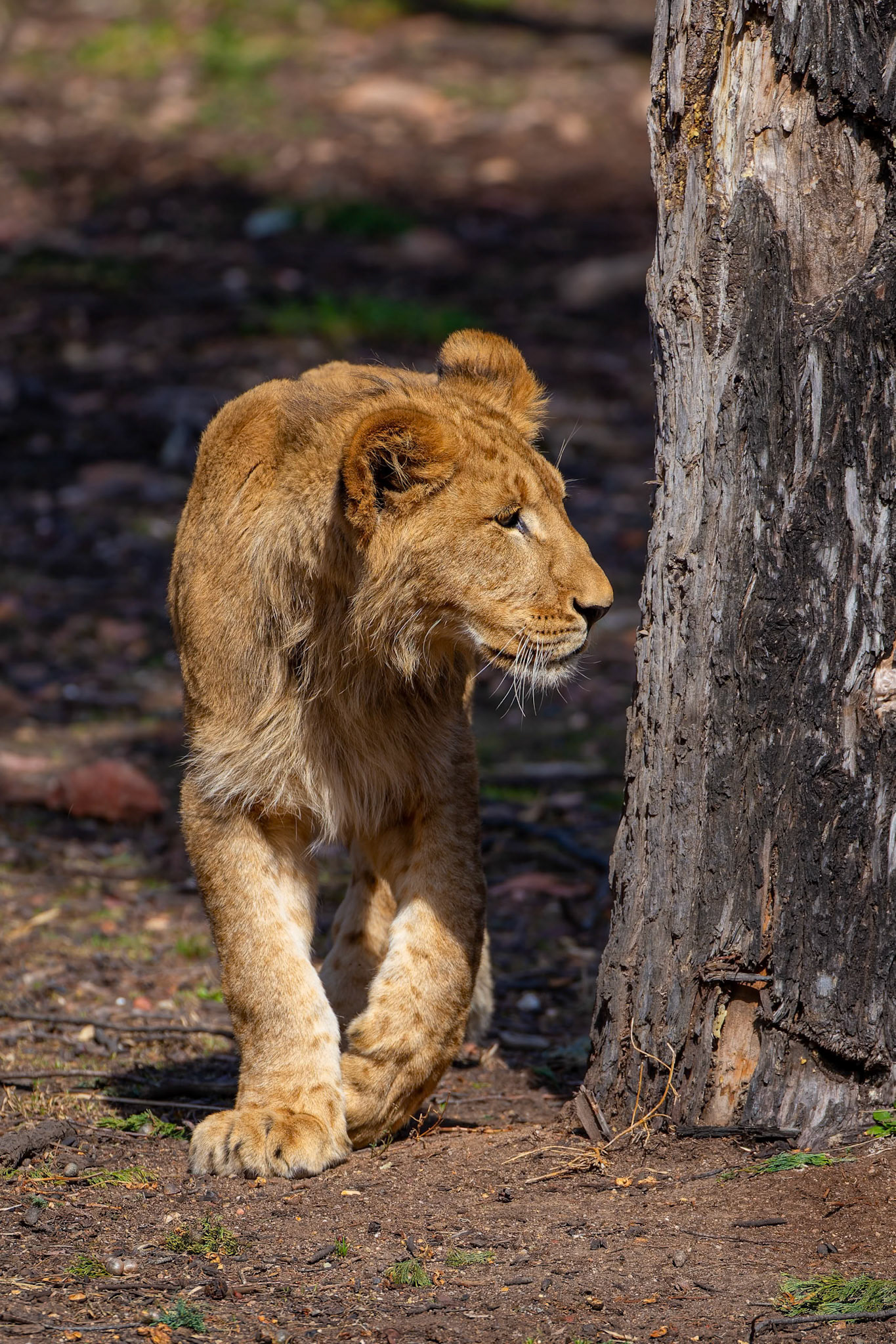 African Lion at Dubbo Zoo in Dubbo, Australia